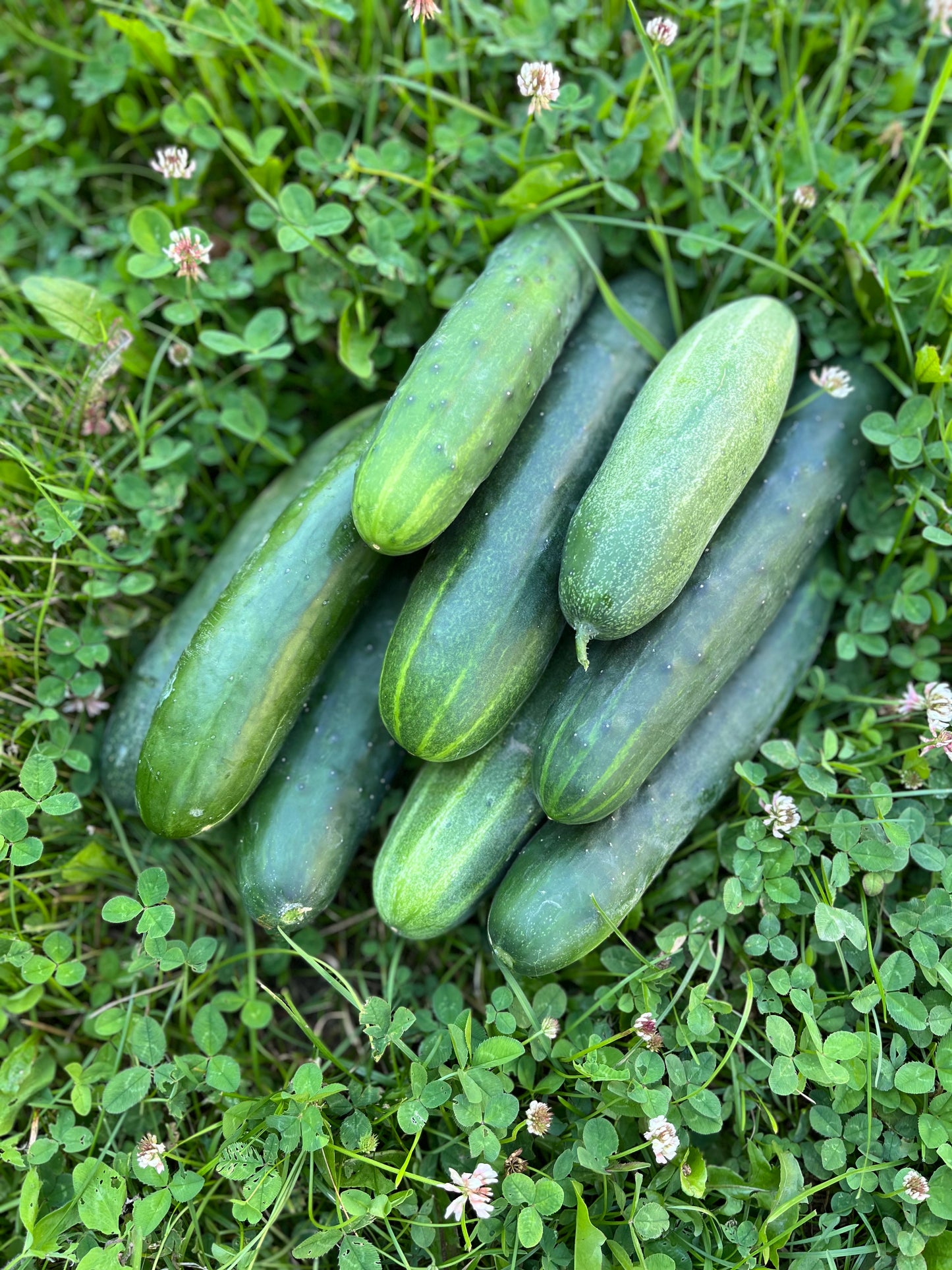 Cucumber, Field Cucumber
