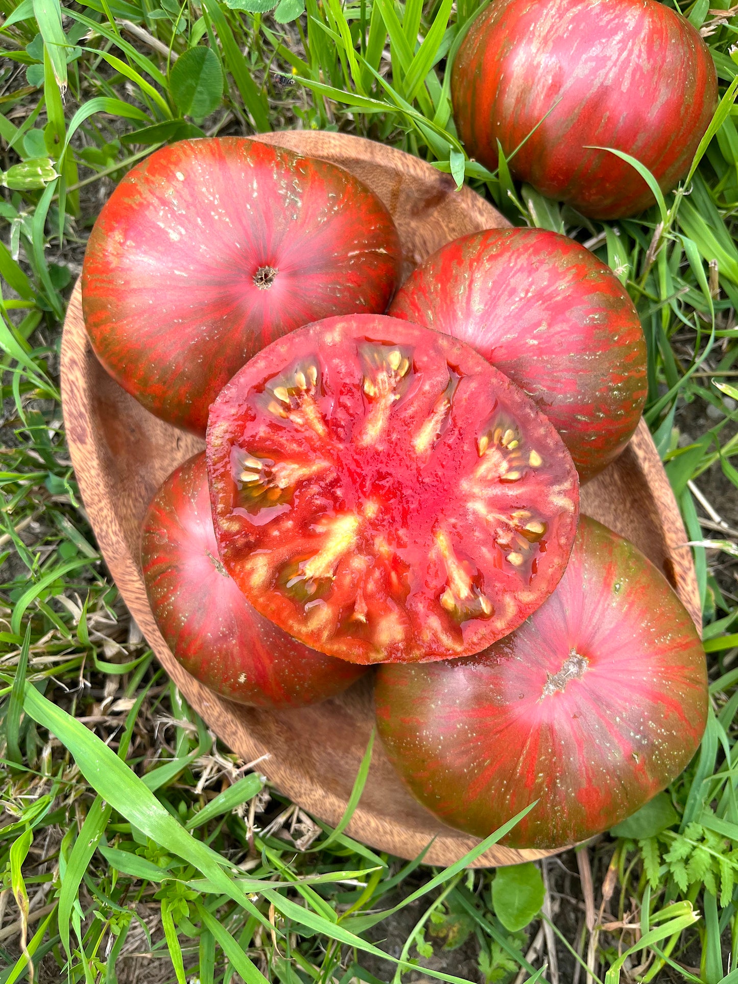 Tomato, Pink Berkeley Tie-Dye