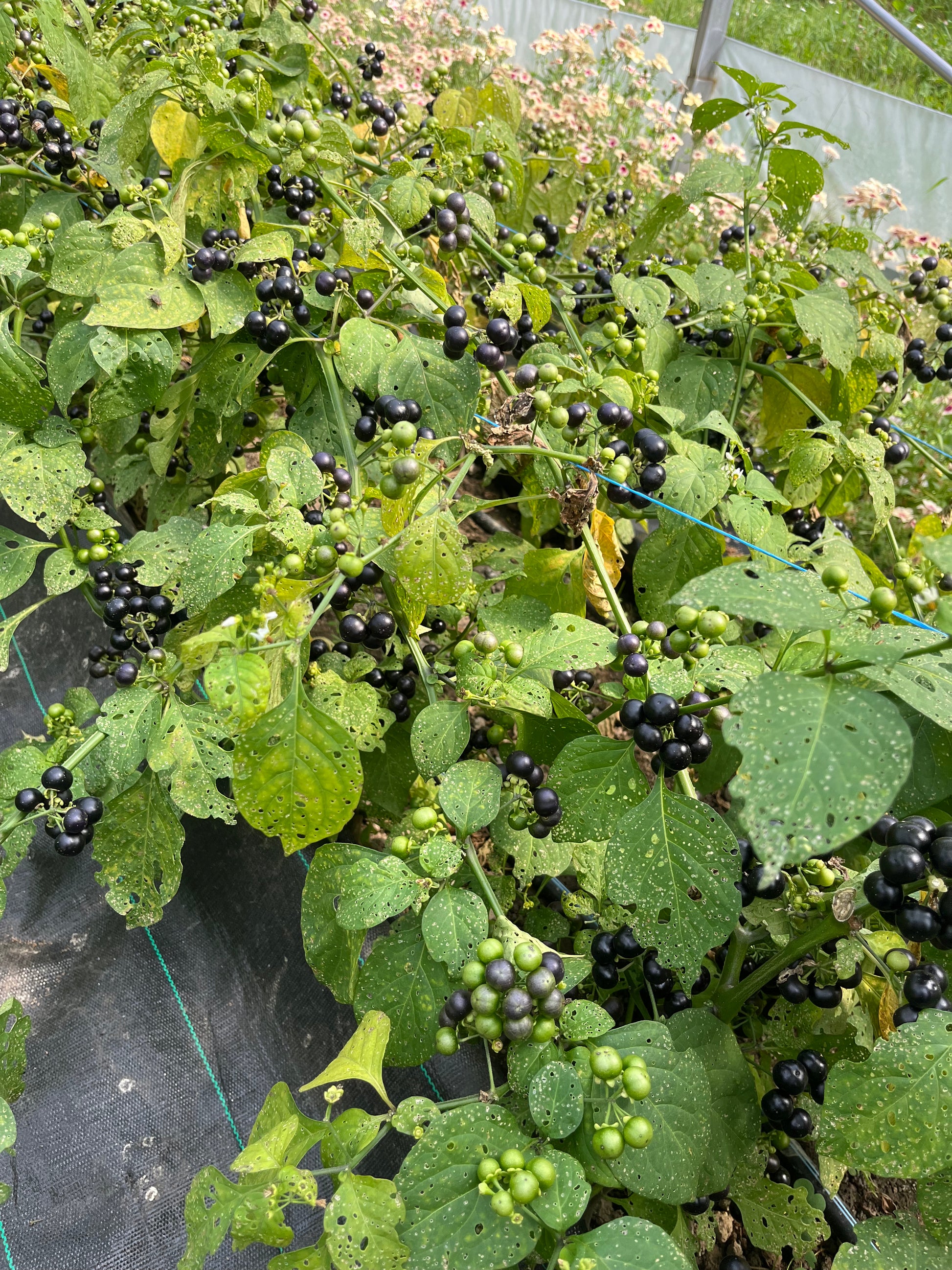 planting huckleberry seeds Organic Garden Huckleberry Seeds – Northern Seeds