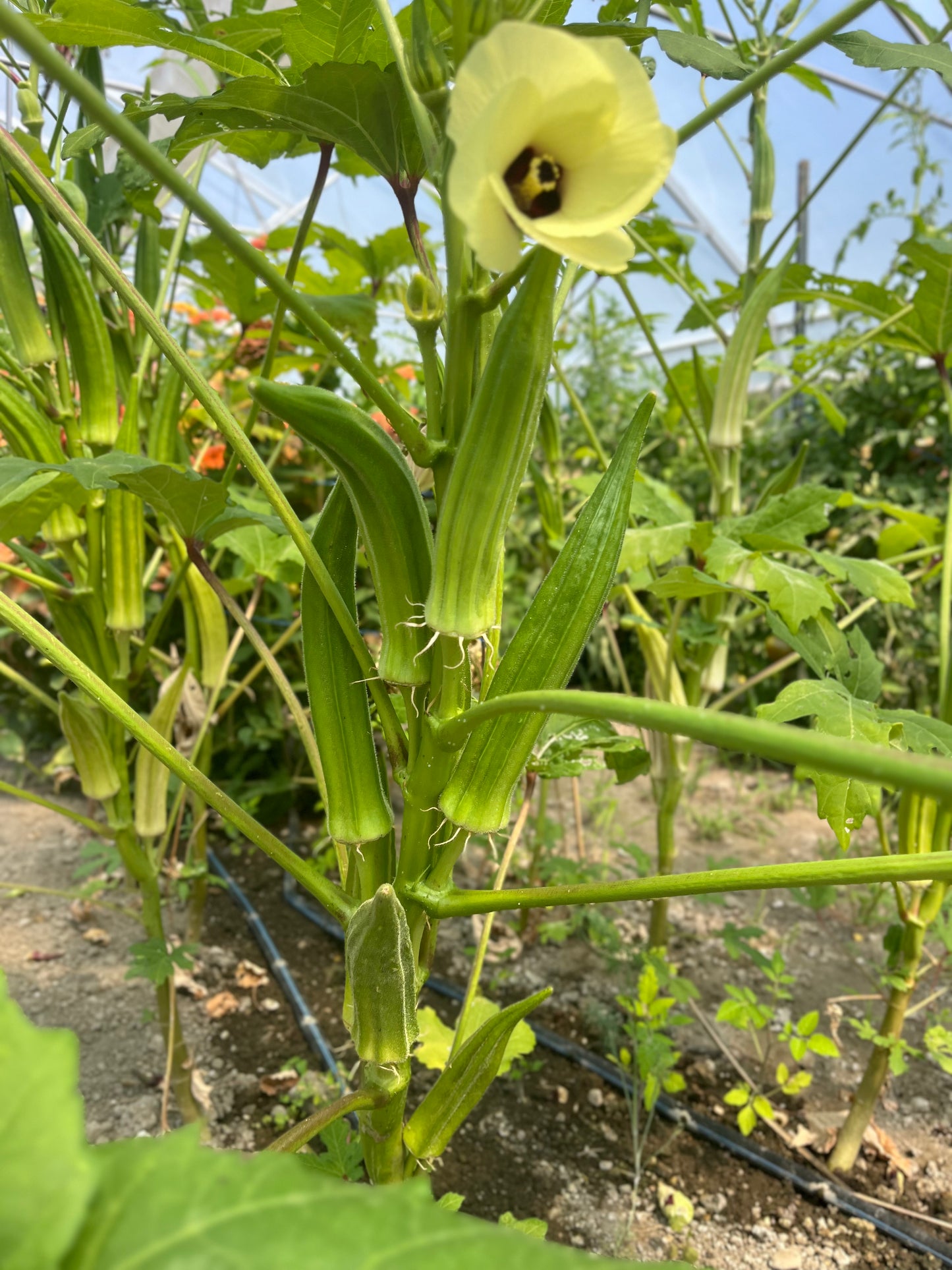 Okra, Clemson Spineless 80