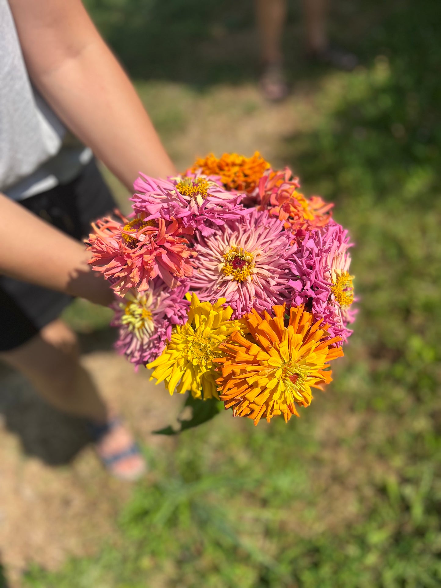 Flower, Agave Zinnia