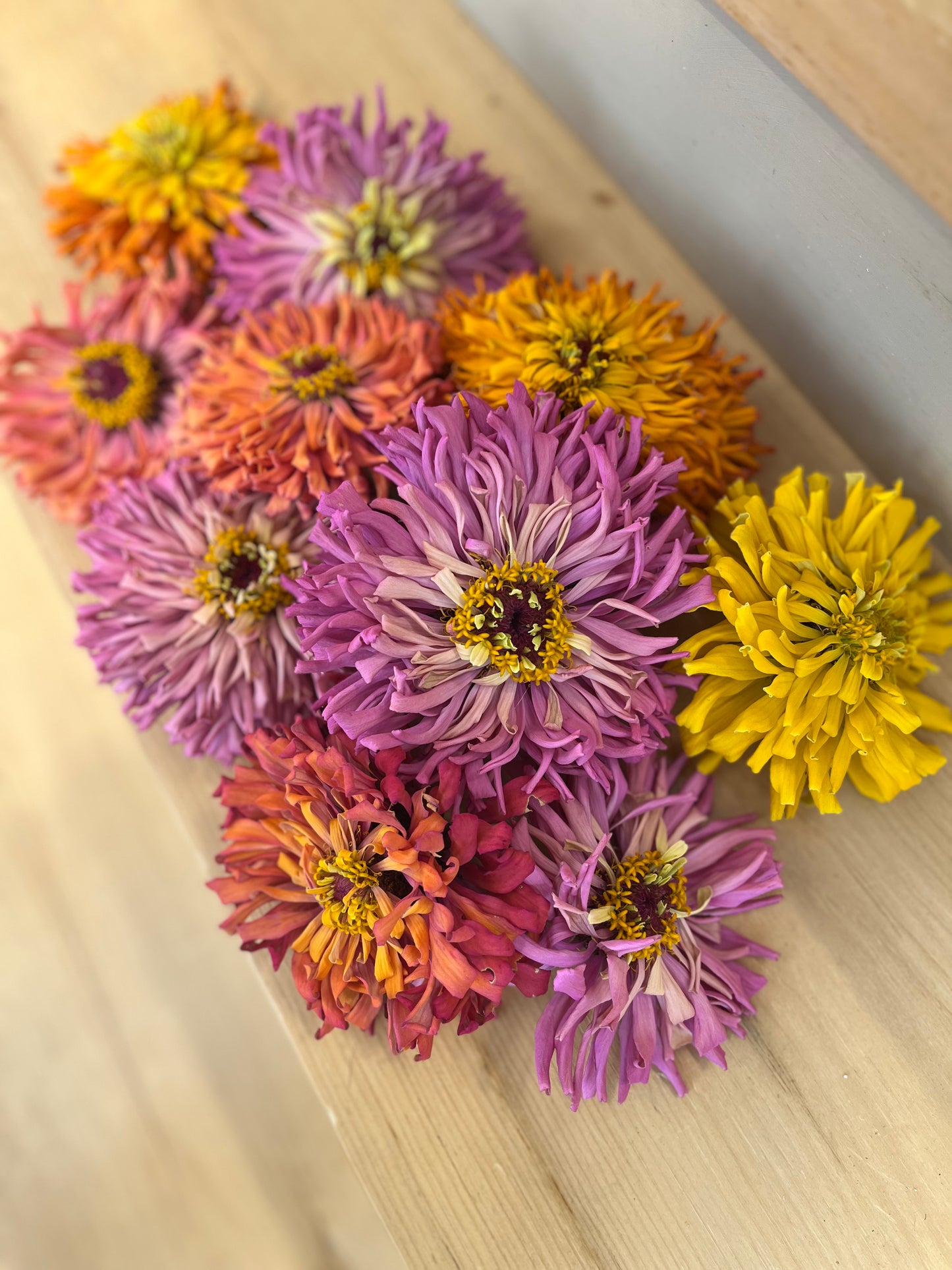 Flower, Agave Zinnia