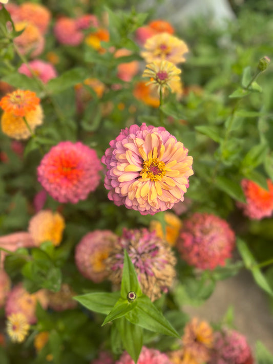 Flower, Aurora Zinnia