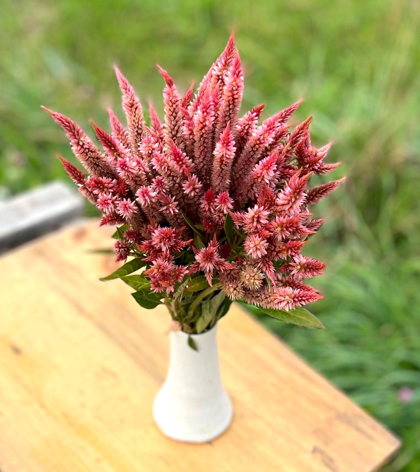 Flower, Celway Terra Cotta Celosia