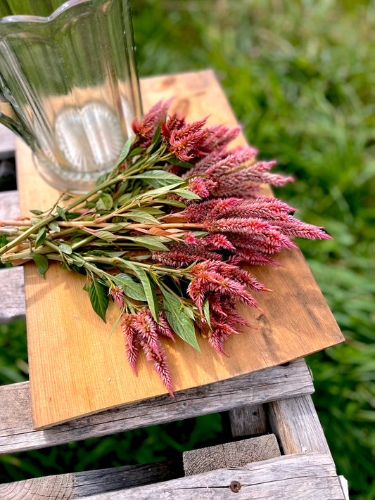 Flower, Celway Terra Cotta Celosia