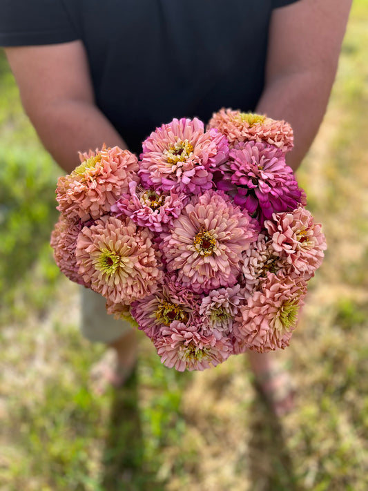 Flower, Ballerina Zinnia