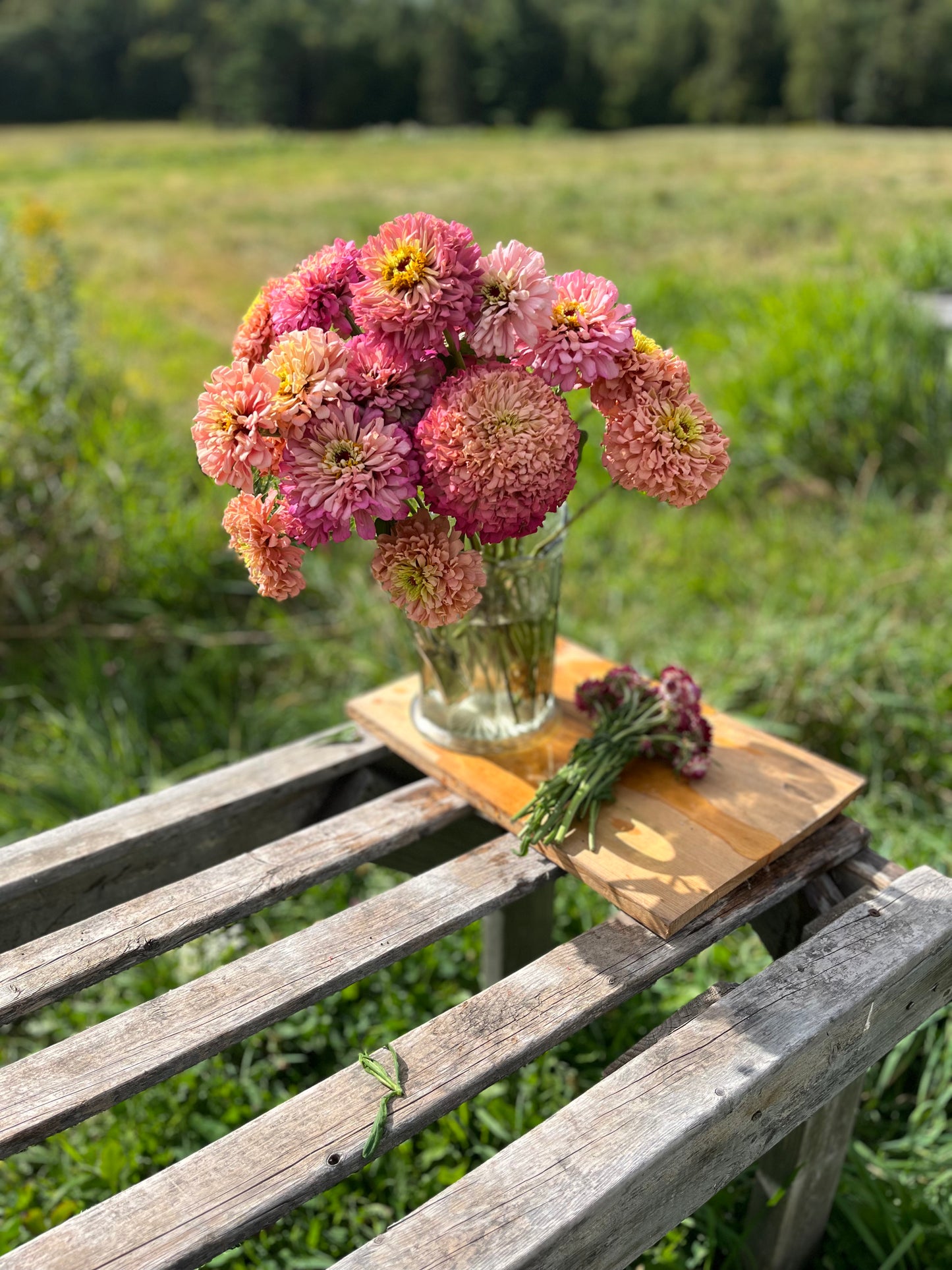 Flower, Ballerina Zinnia