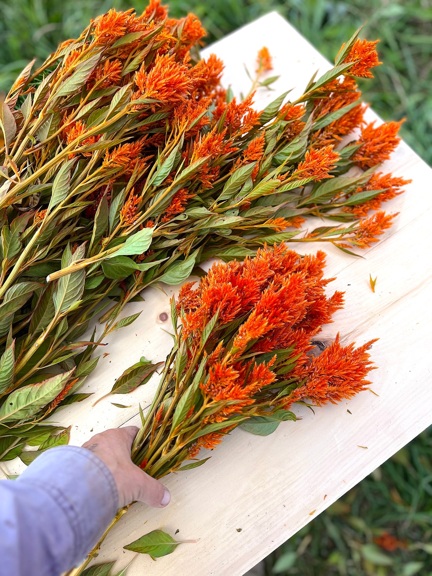 Flower, Sunday Bright Orange Celosia