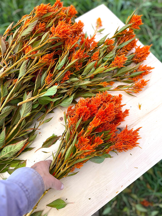Flower, Sunday Bright Orange Celosia