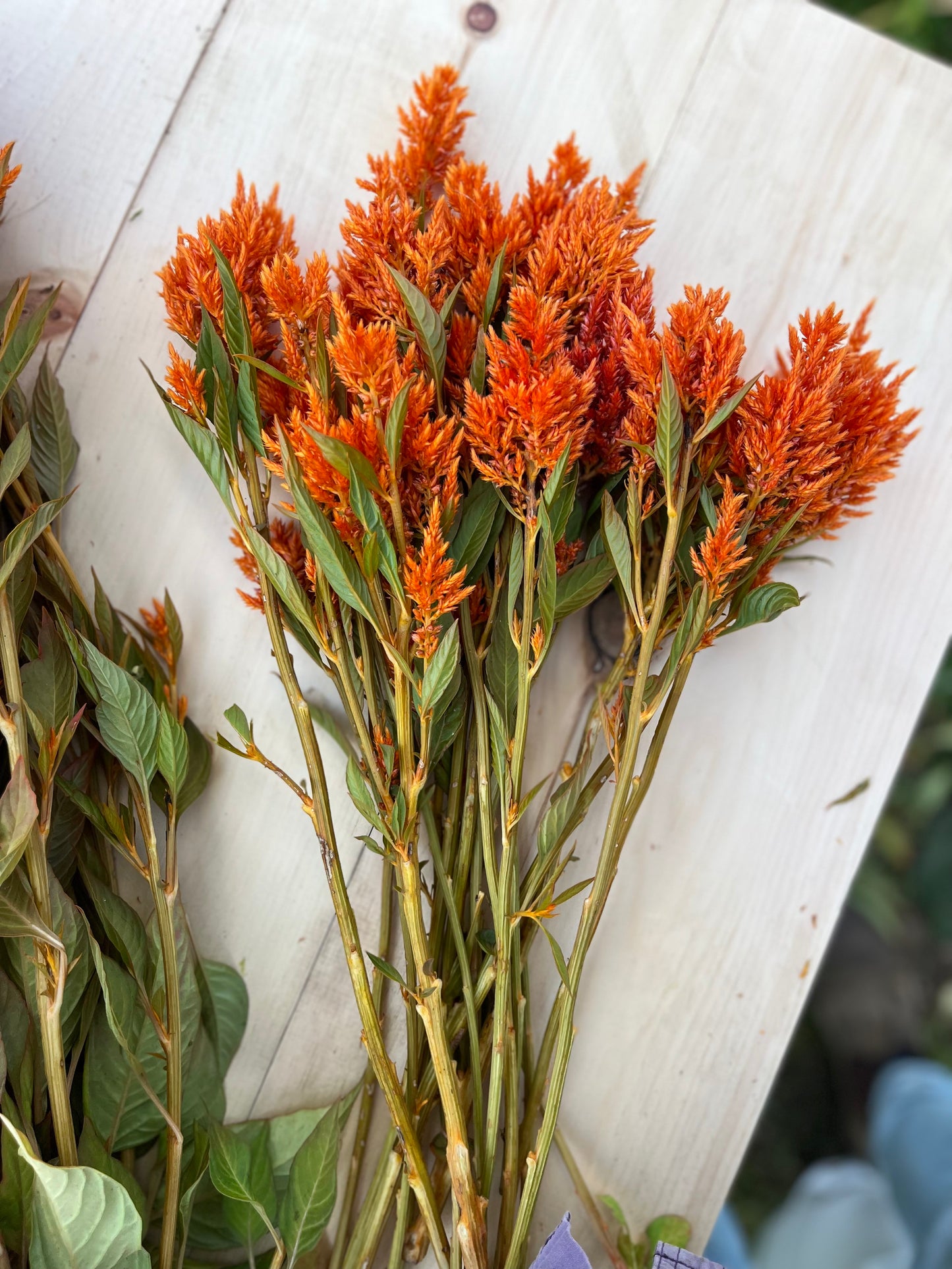 Flower, Sunday Bright Orange Celosia