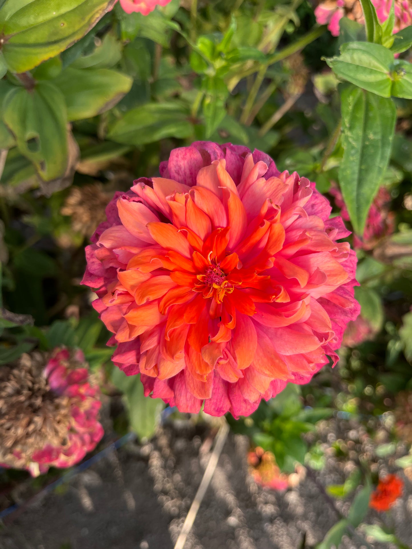 Flower, Aurora Zinnia