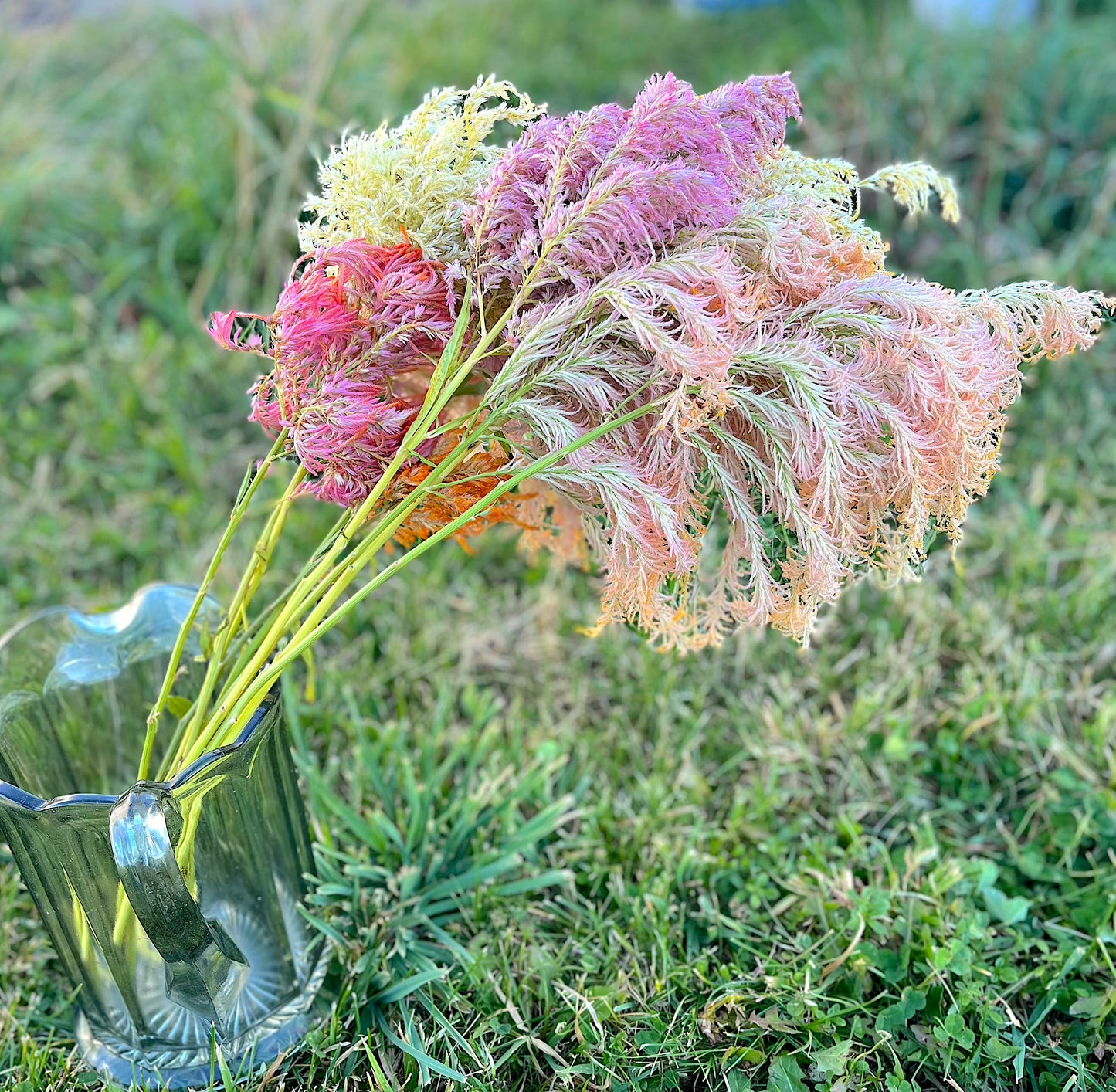 Flower, Shimmer Celosia