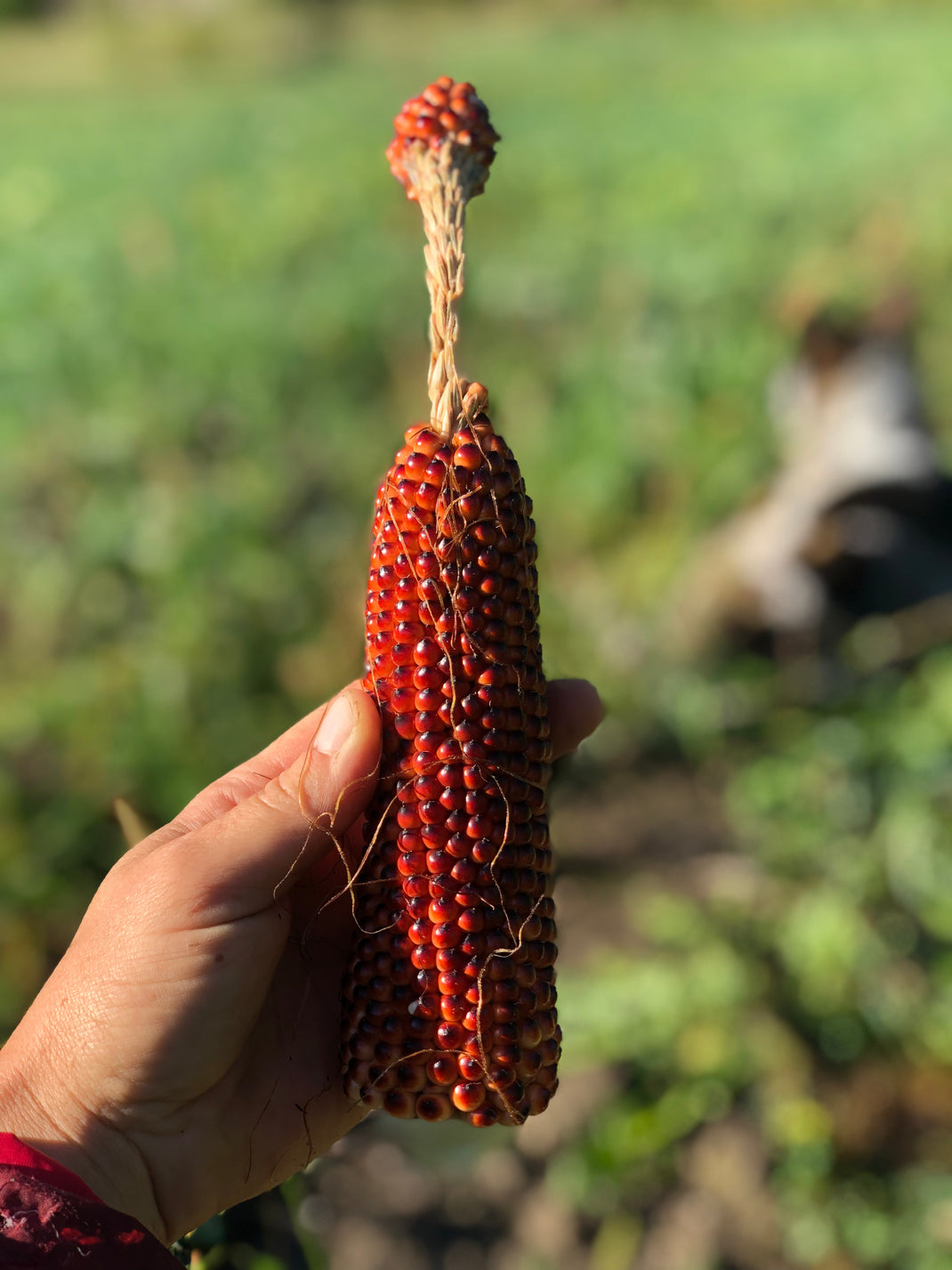 organic-walking-onion-topsets-northern-seeds