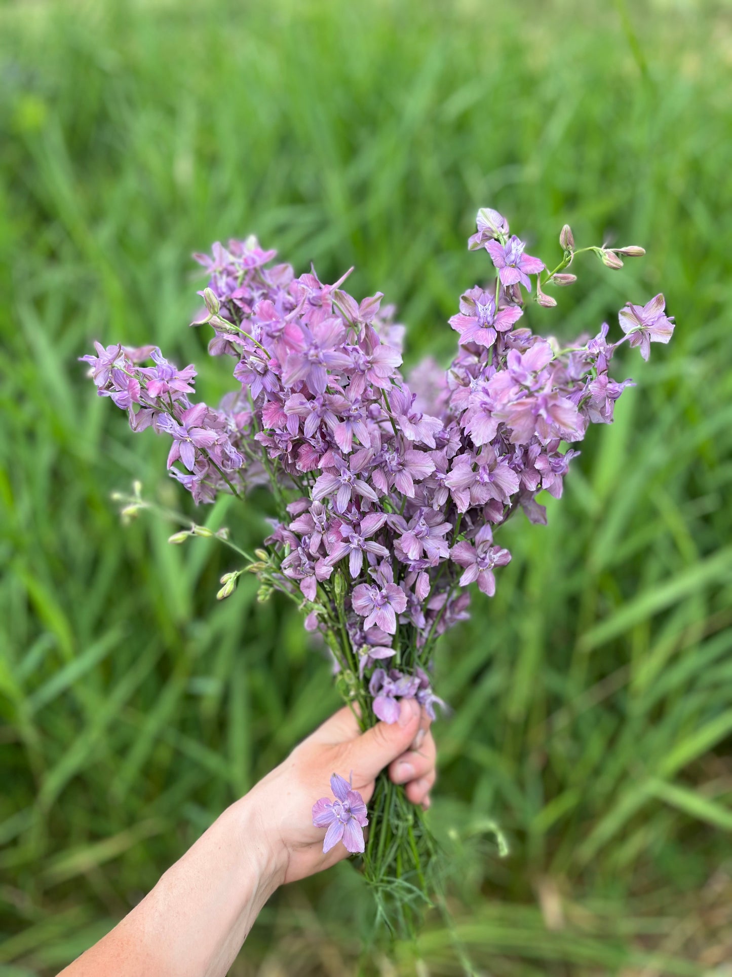 Flower, Lavender Larkspur