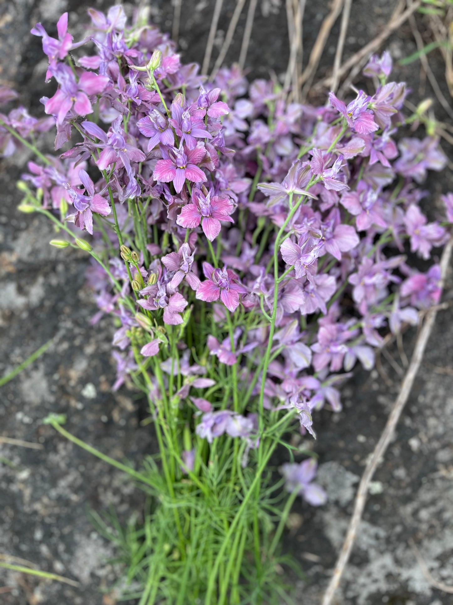 Flower, Lavender Larkspur