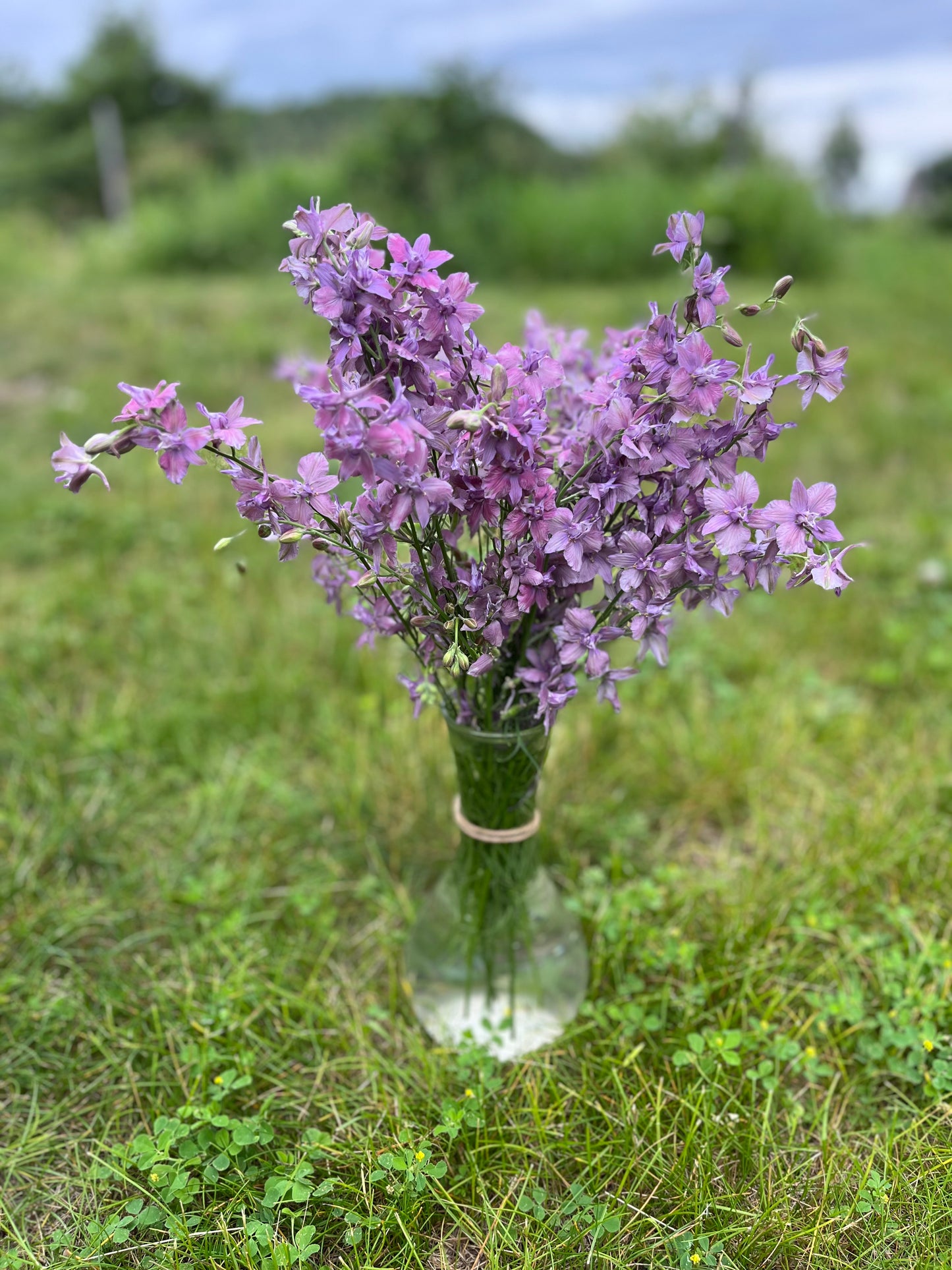 Flower, Lavender Larkspur