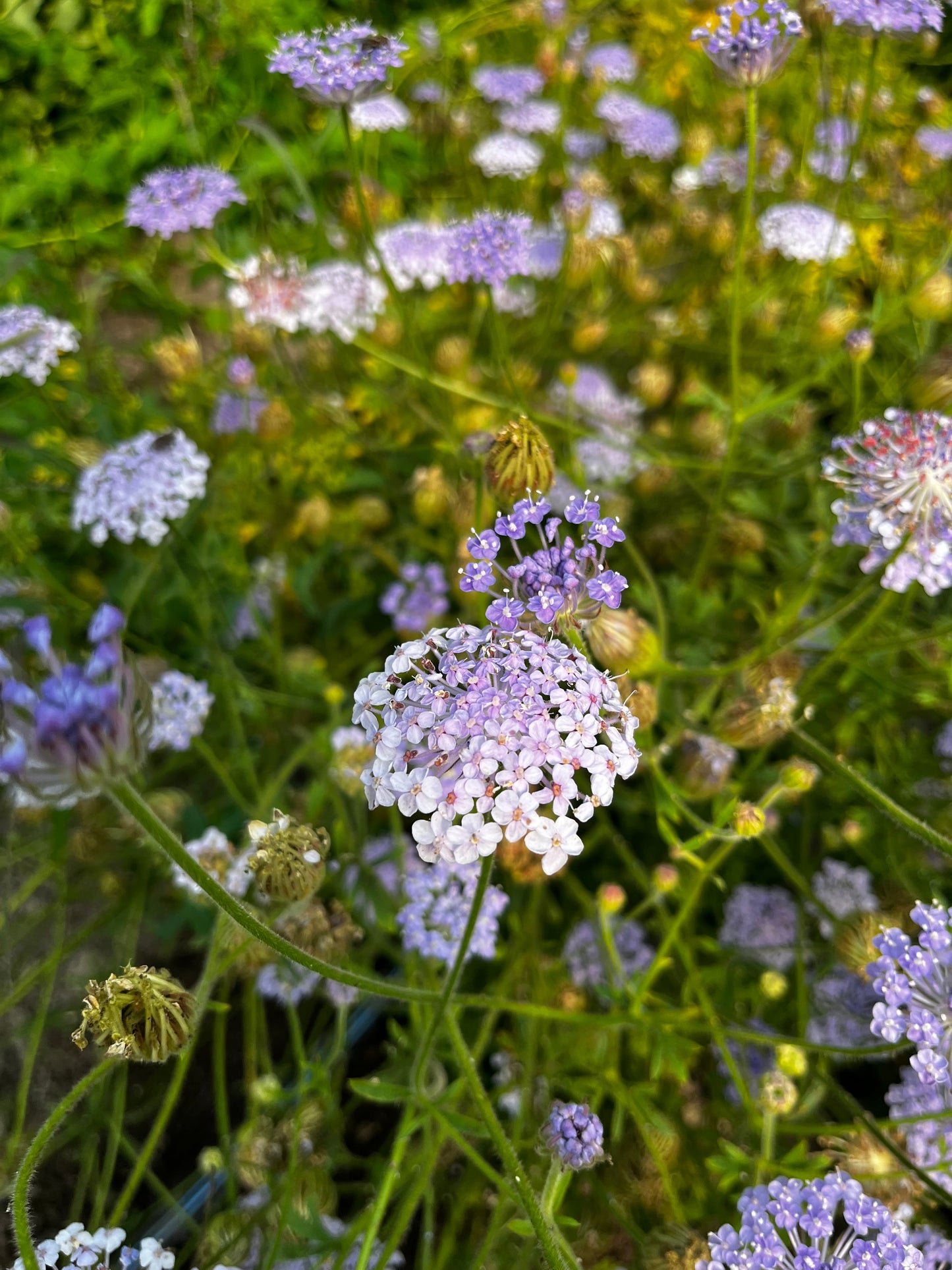 Flower, Lacy Lavender Didiscus