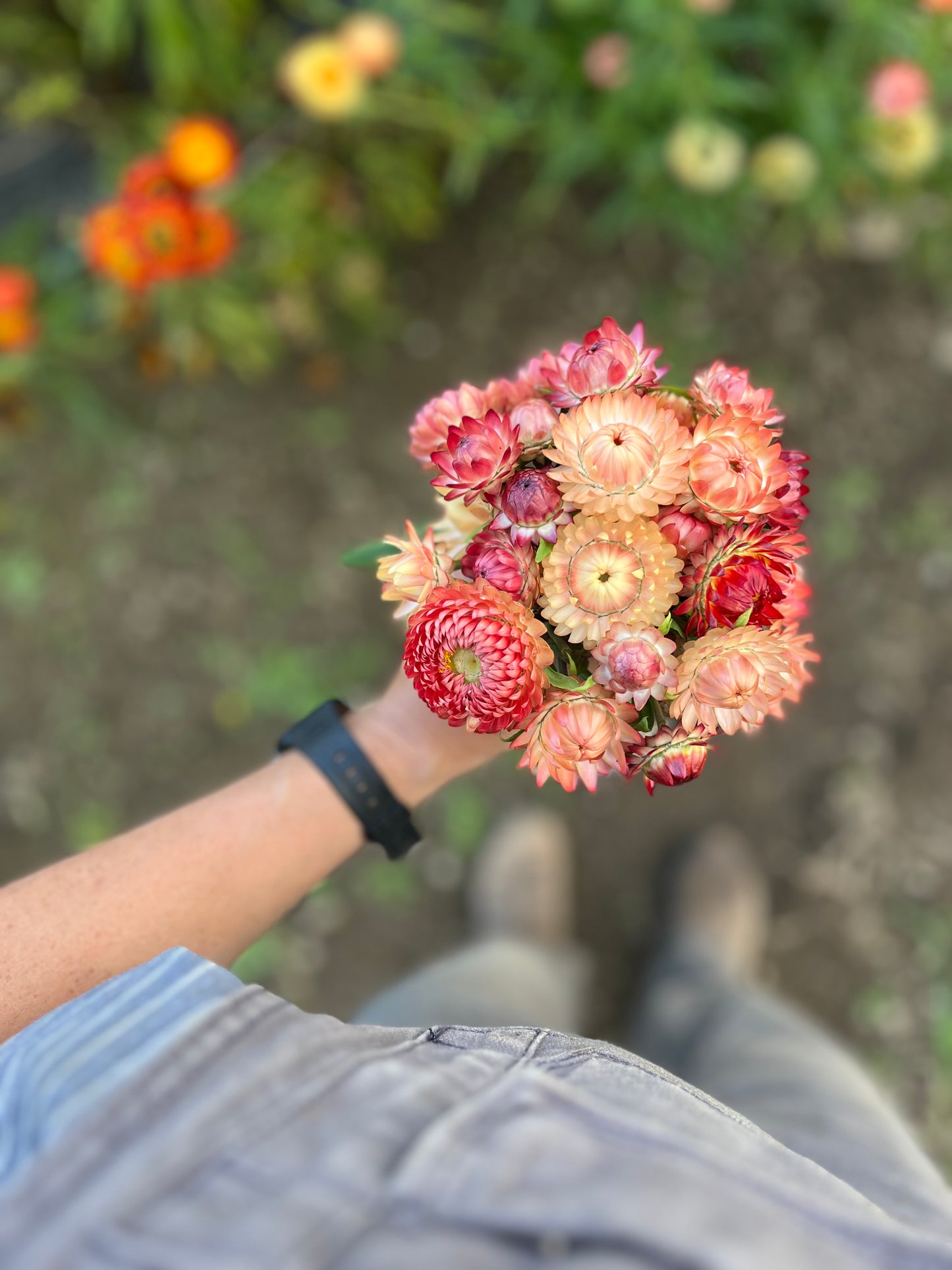 Flower, Lovely Mix Strawflower