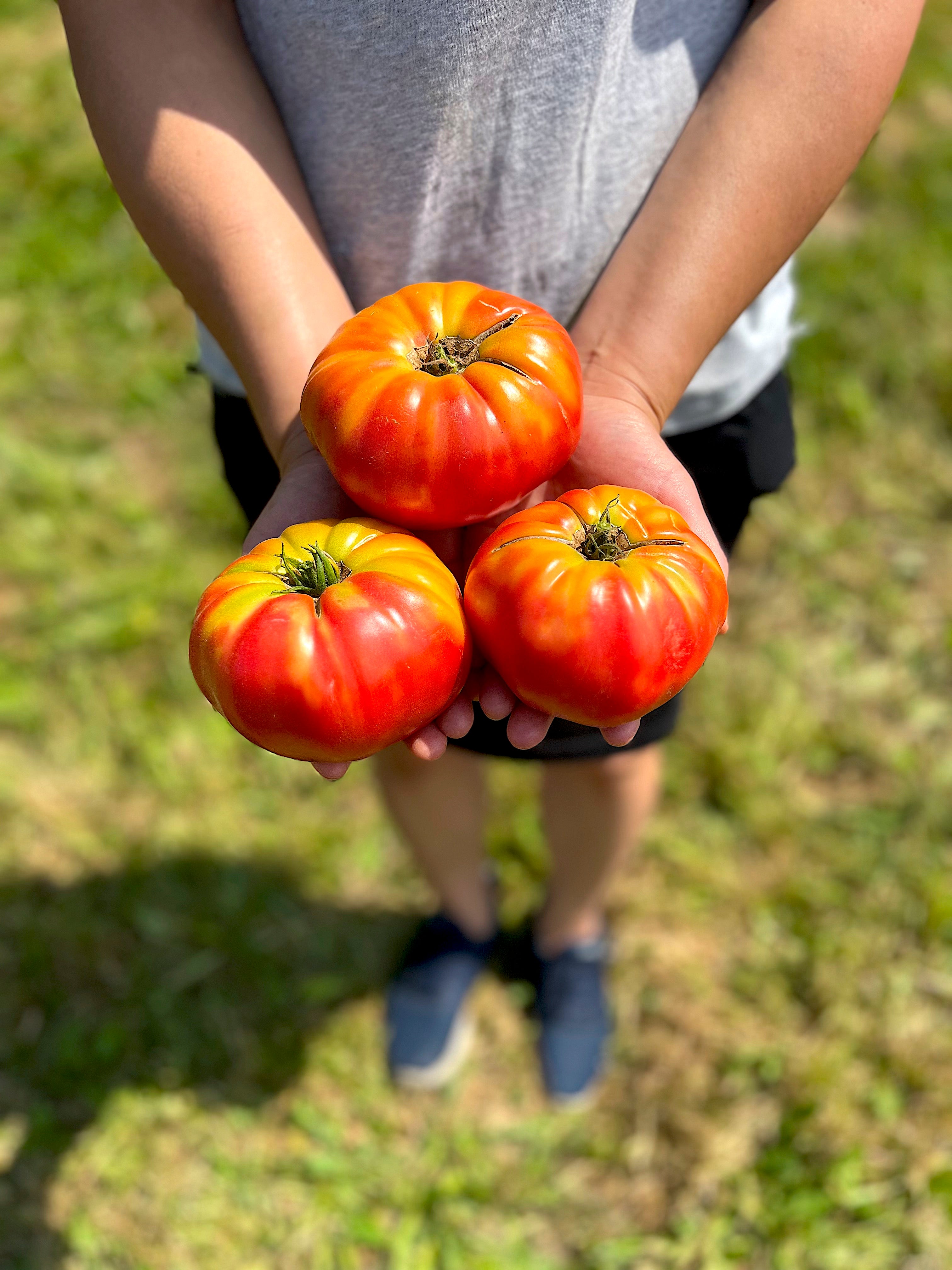 トイガン TOMATO Organic Pruden's Purple Heirloom Tomato Seeds – Northern Seeds