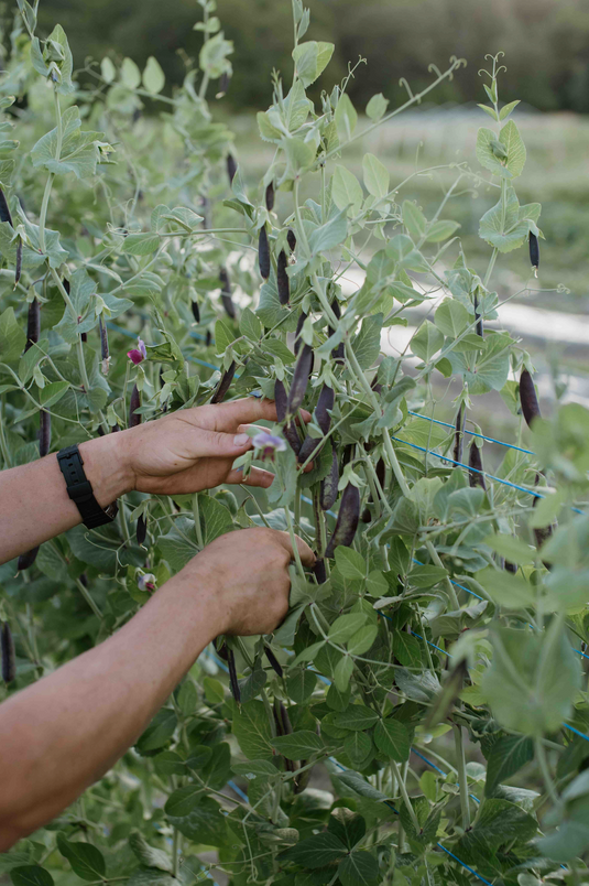 In the news Northern Seeds