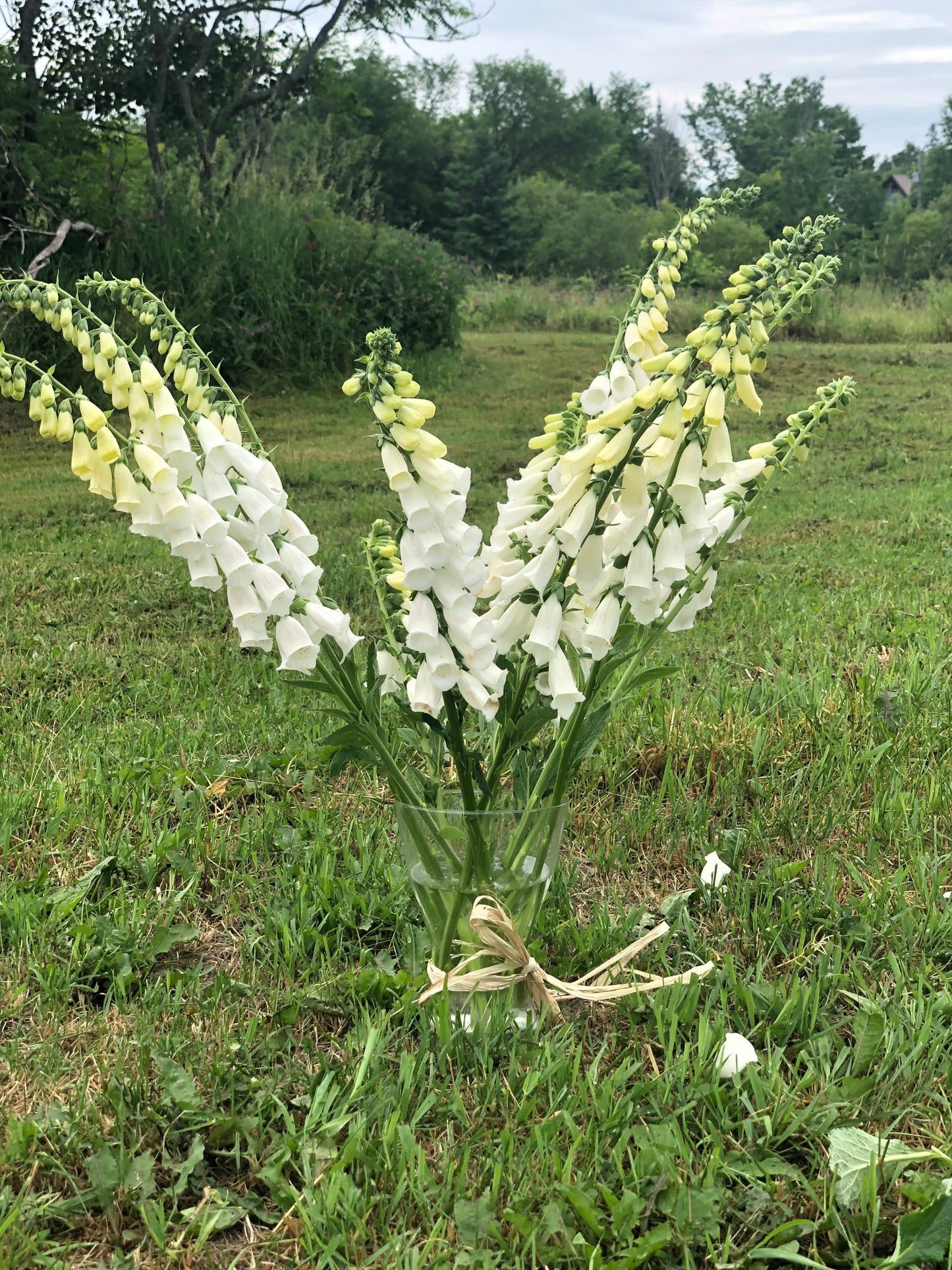 Flower, Alba Foxglove