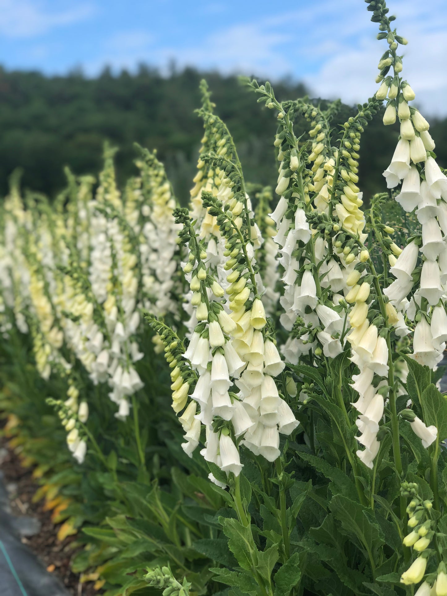 Flower, Alba Foxglove