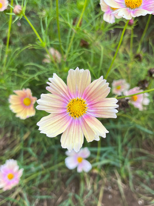 Flower, Apricot Lemonade Cosmos