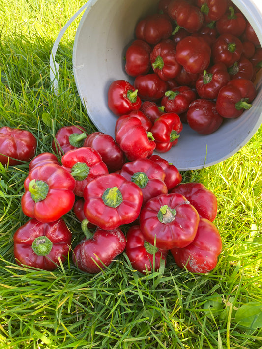 Ashe County Pimento sweet pepper