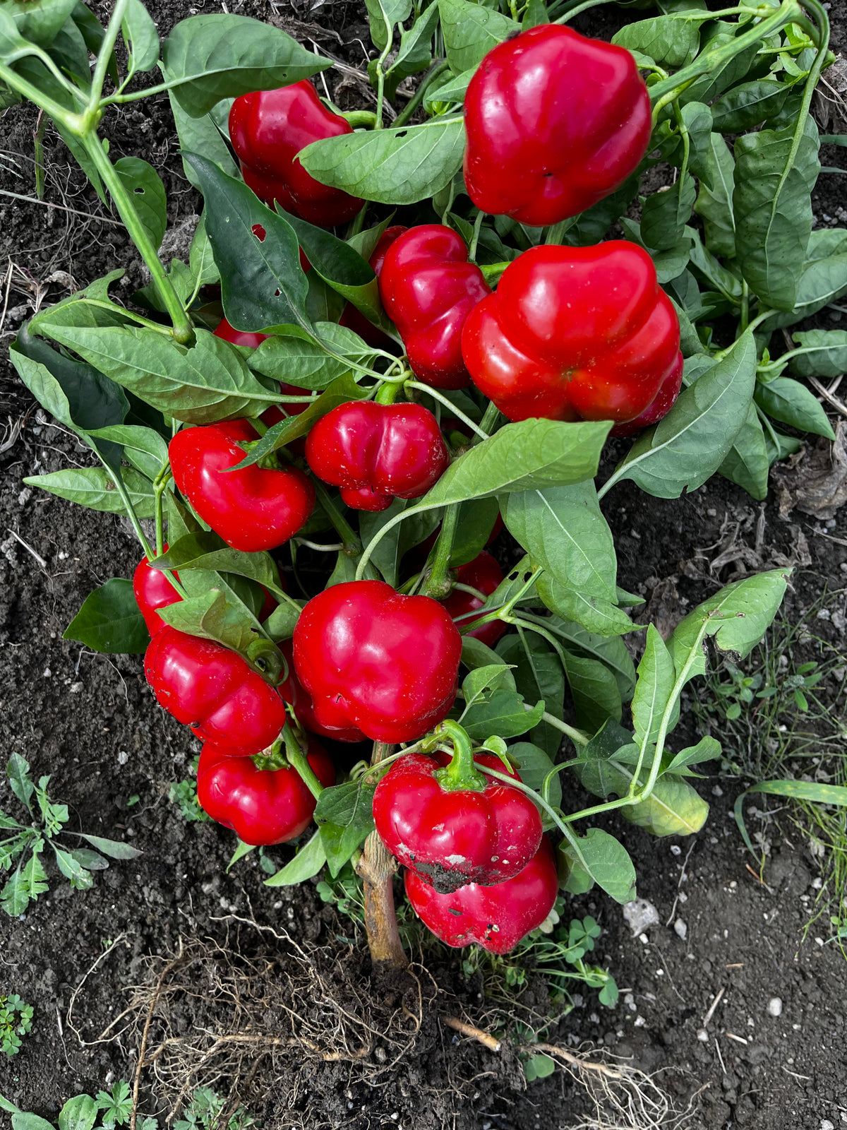 Ashe County Pimento sweet pepper