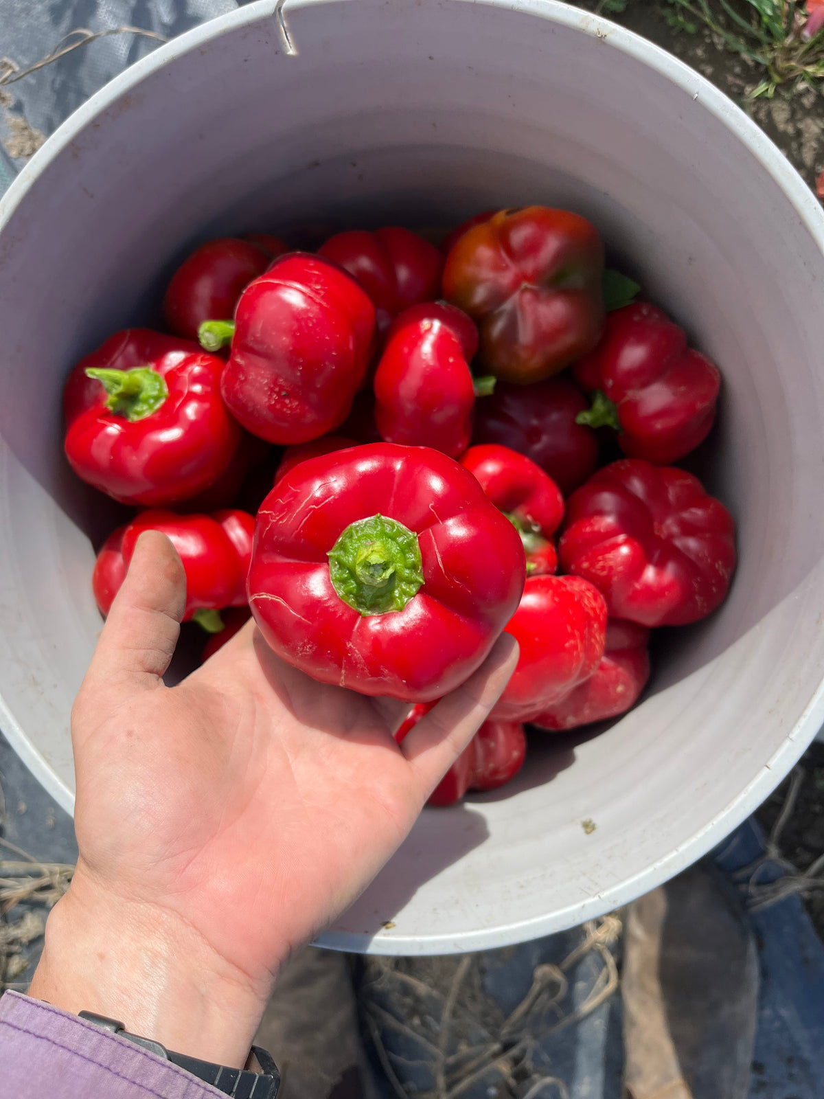 Ashe County Pimento sweet pepper