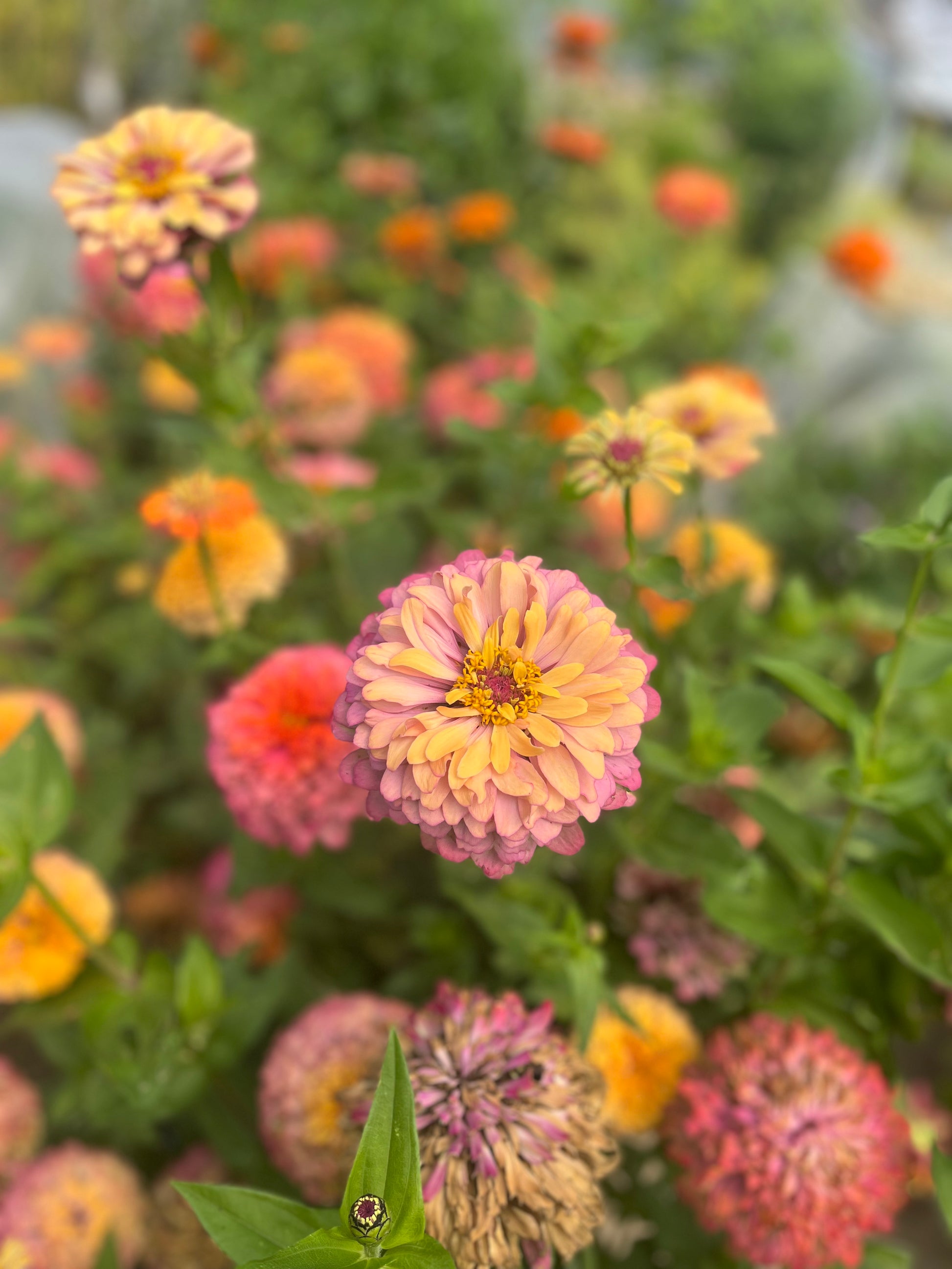 Aurora Zinnia
