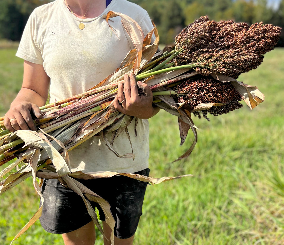 Ba-Ye-Ki sorghum