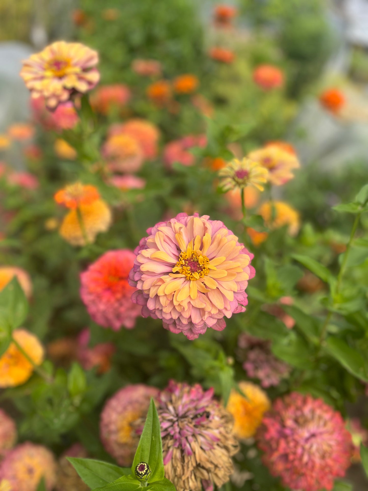 Flower, Aurora Zinnia