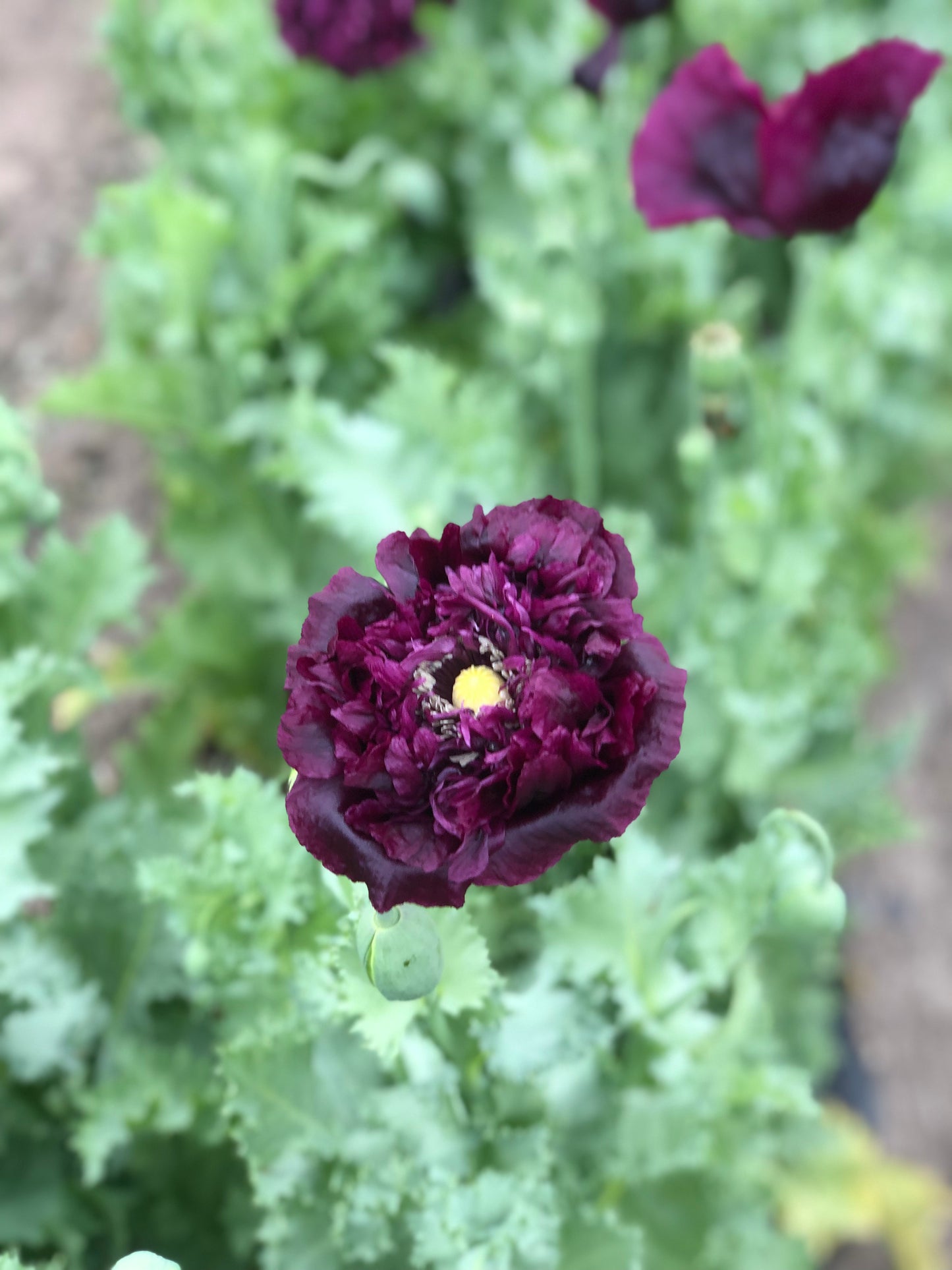 Flower, Black Magic Poppy