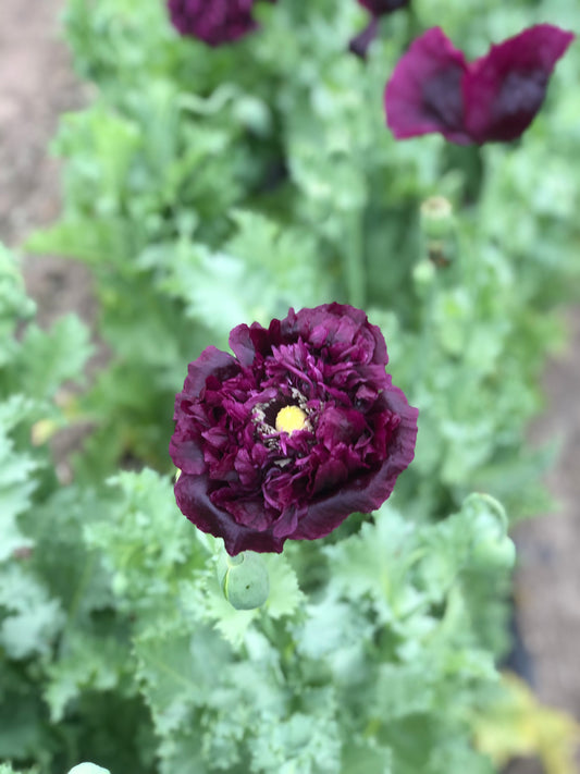 Flower, Black Magic Poppy