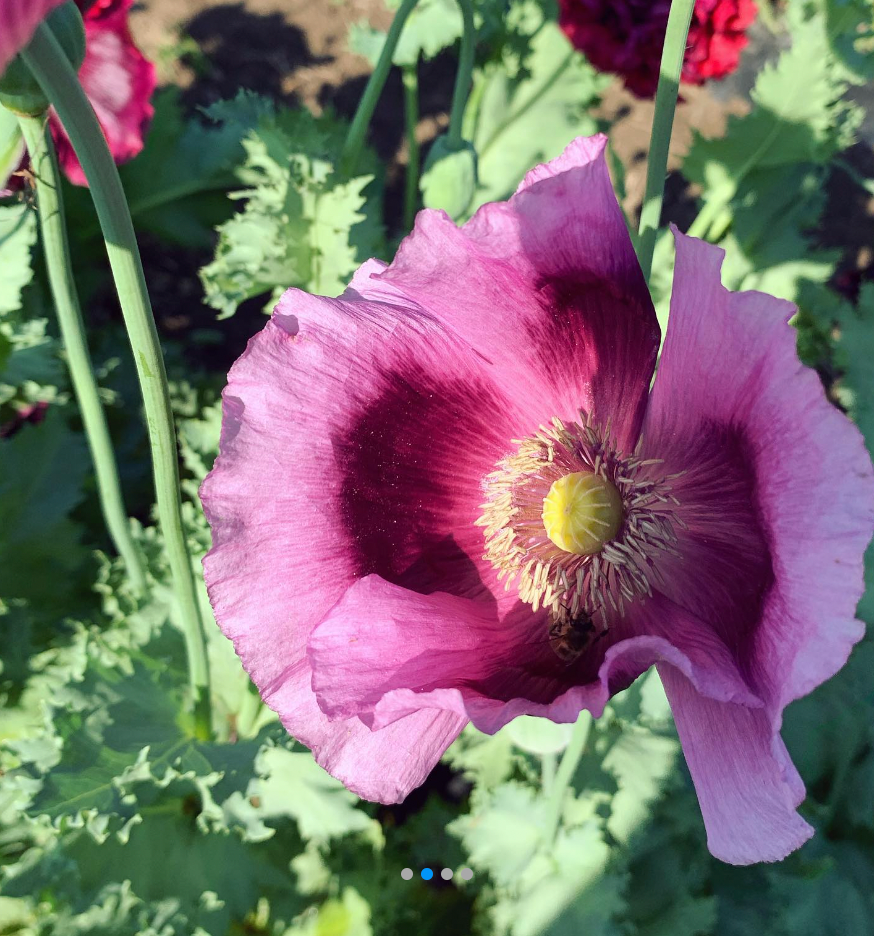 Flower, Black Magic Poppy