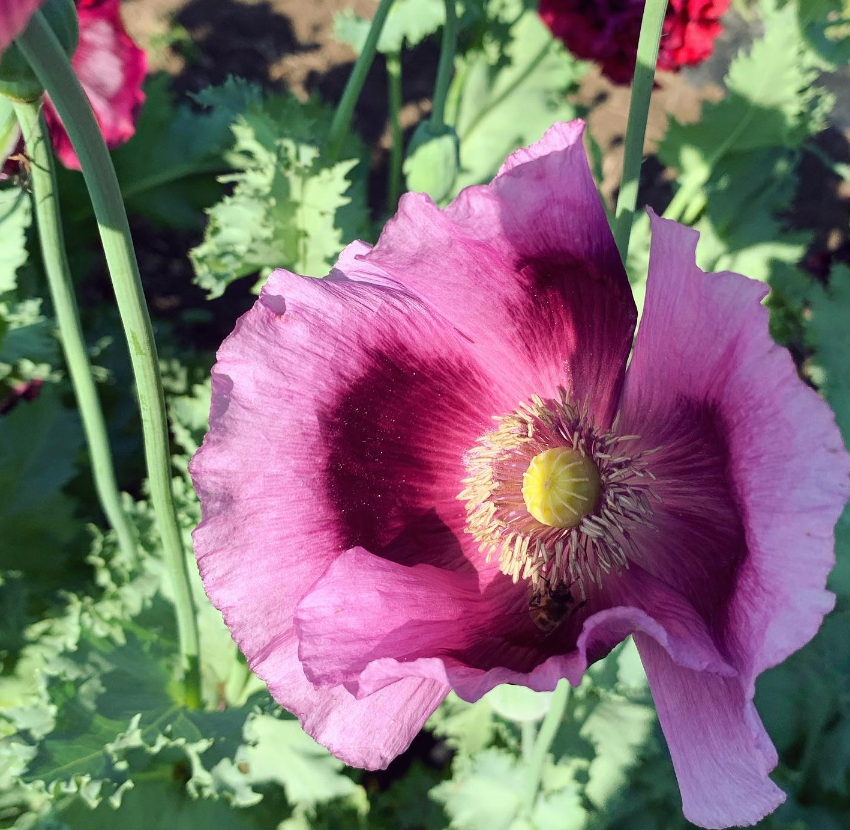 Flower, Black Magic Poppy