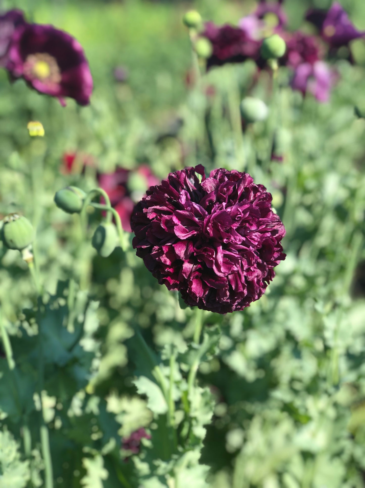 Flower, Black Magic Poppy