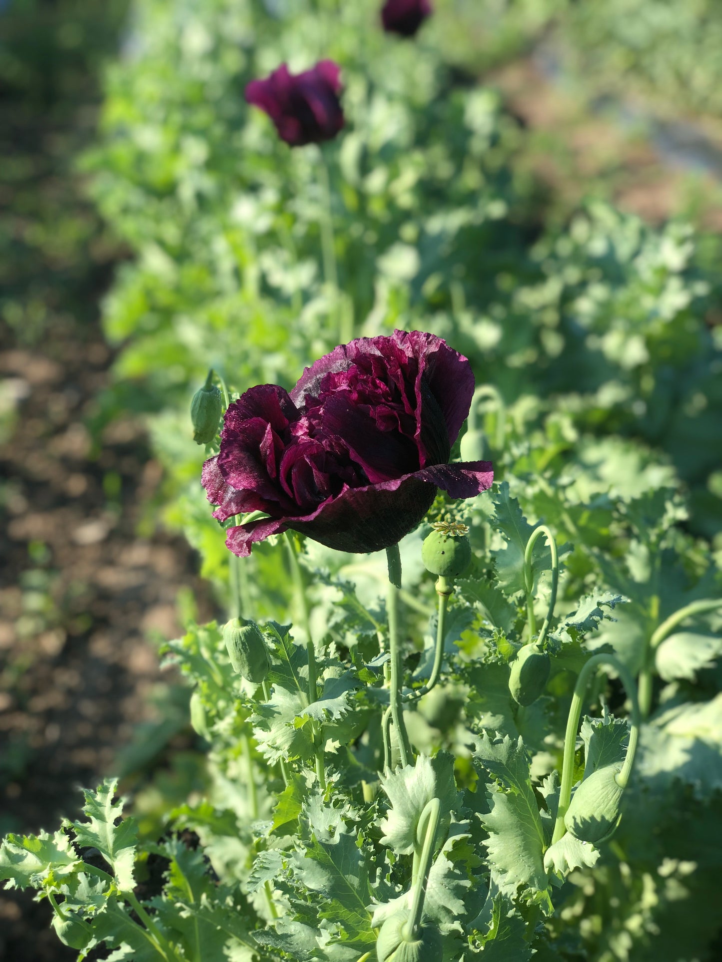 Flower, Black Magic Poppy