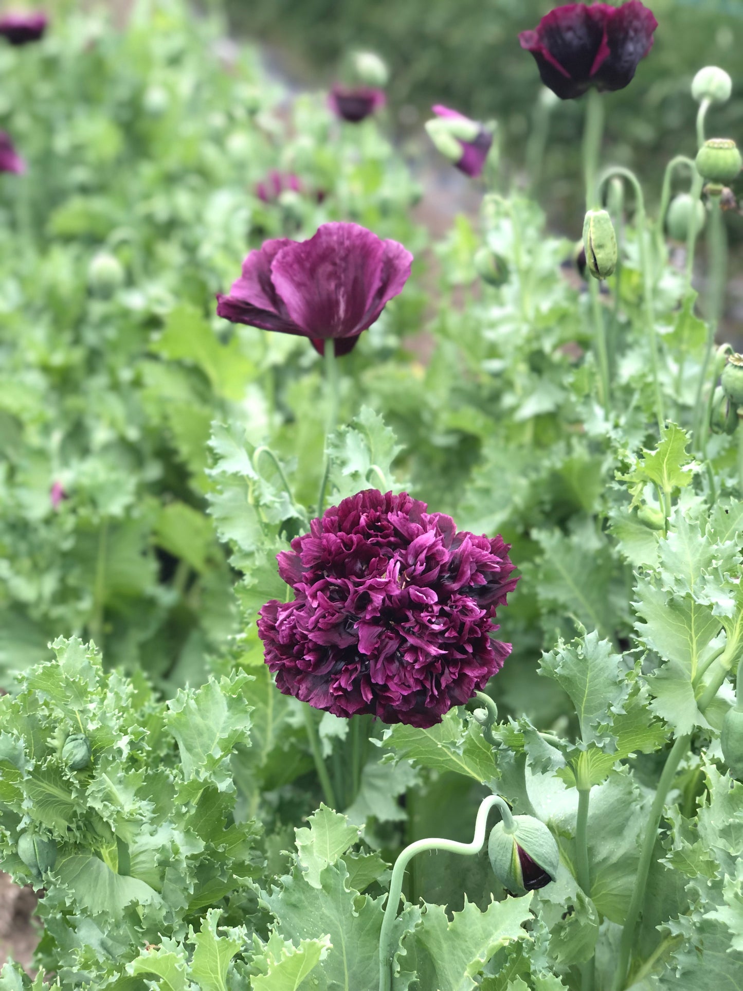 Flower, Black Magic Poppy