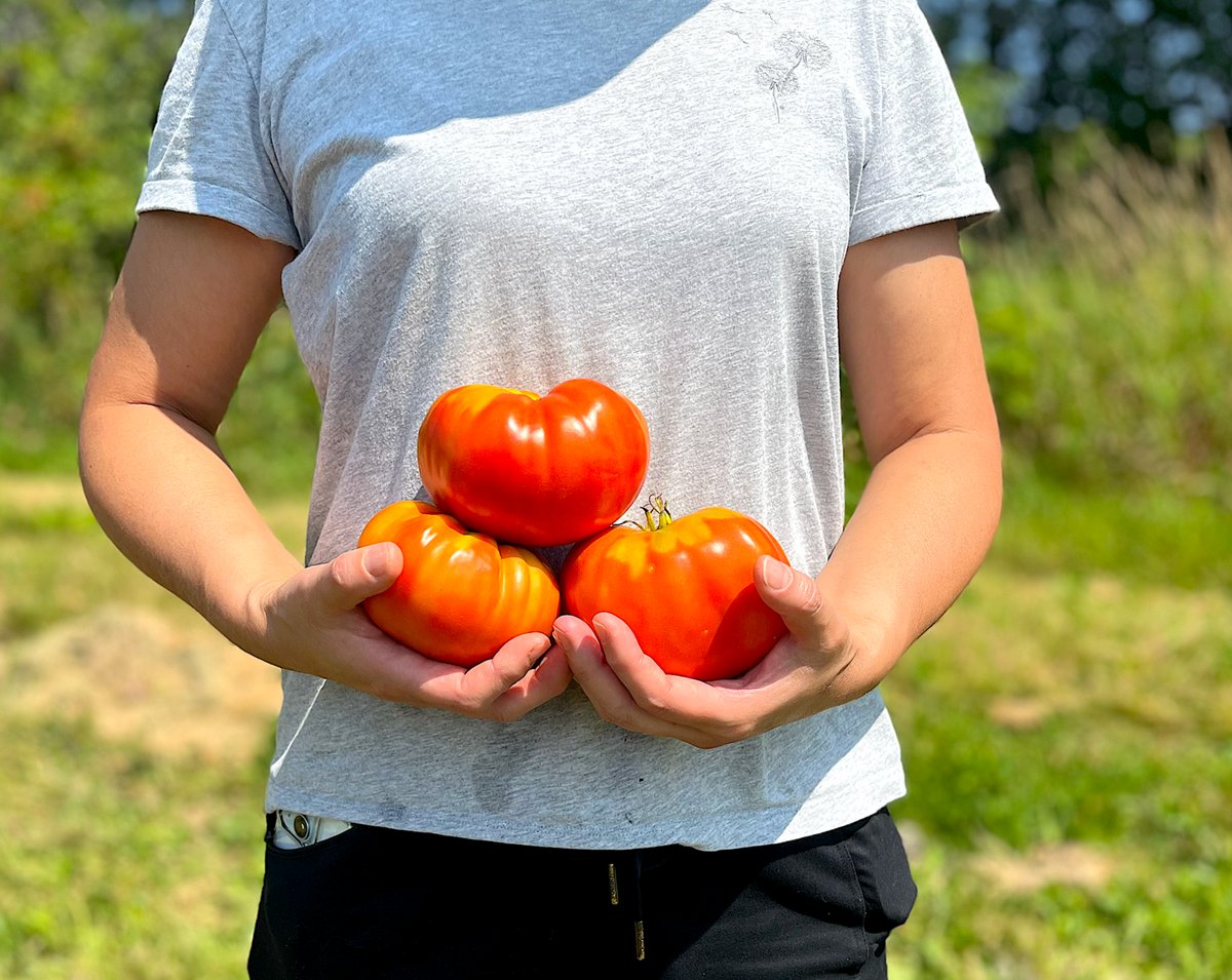 Brandywine tomato