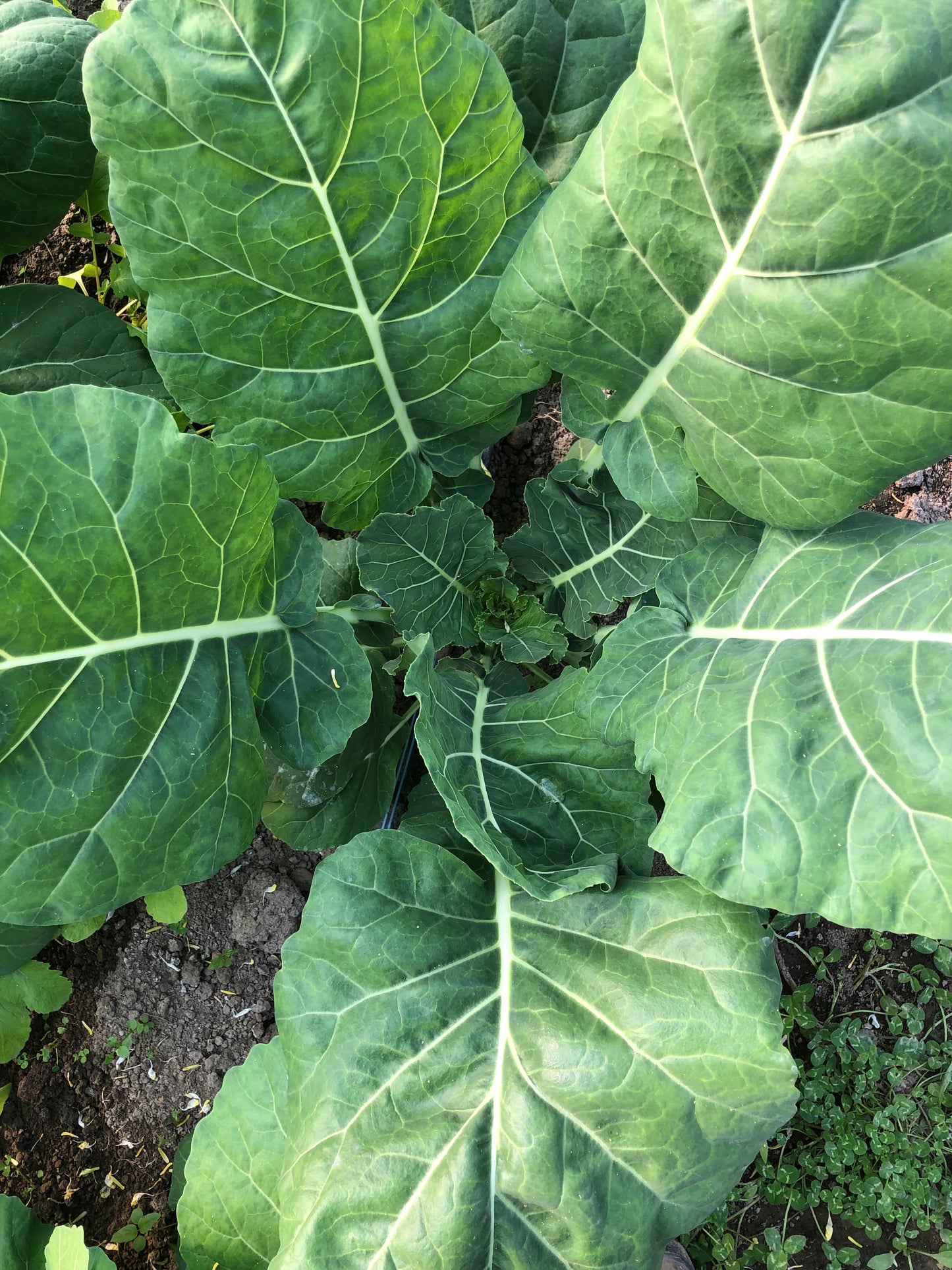 Champion collards