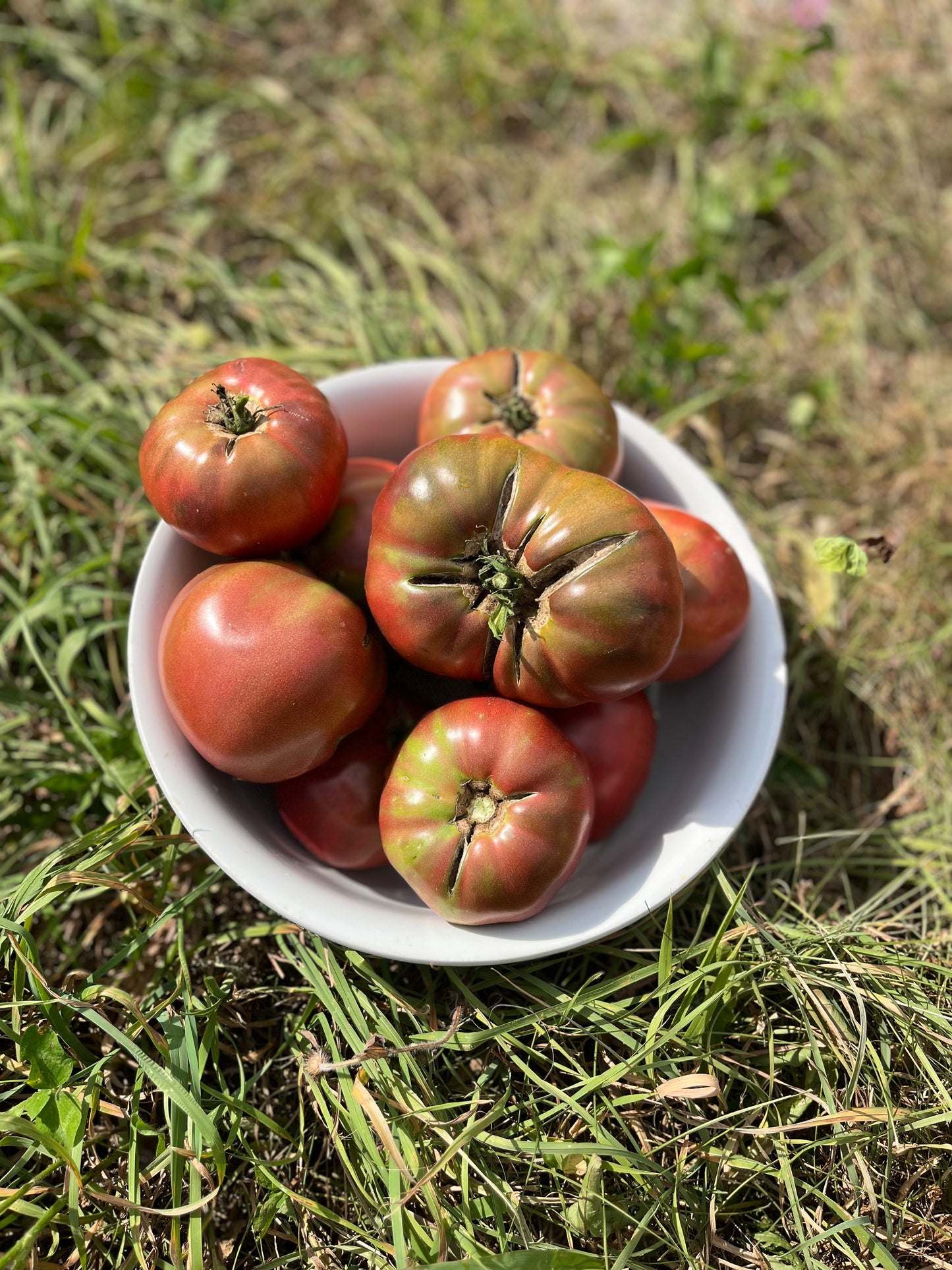 Cherokee Purple tomato