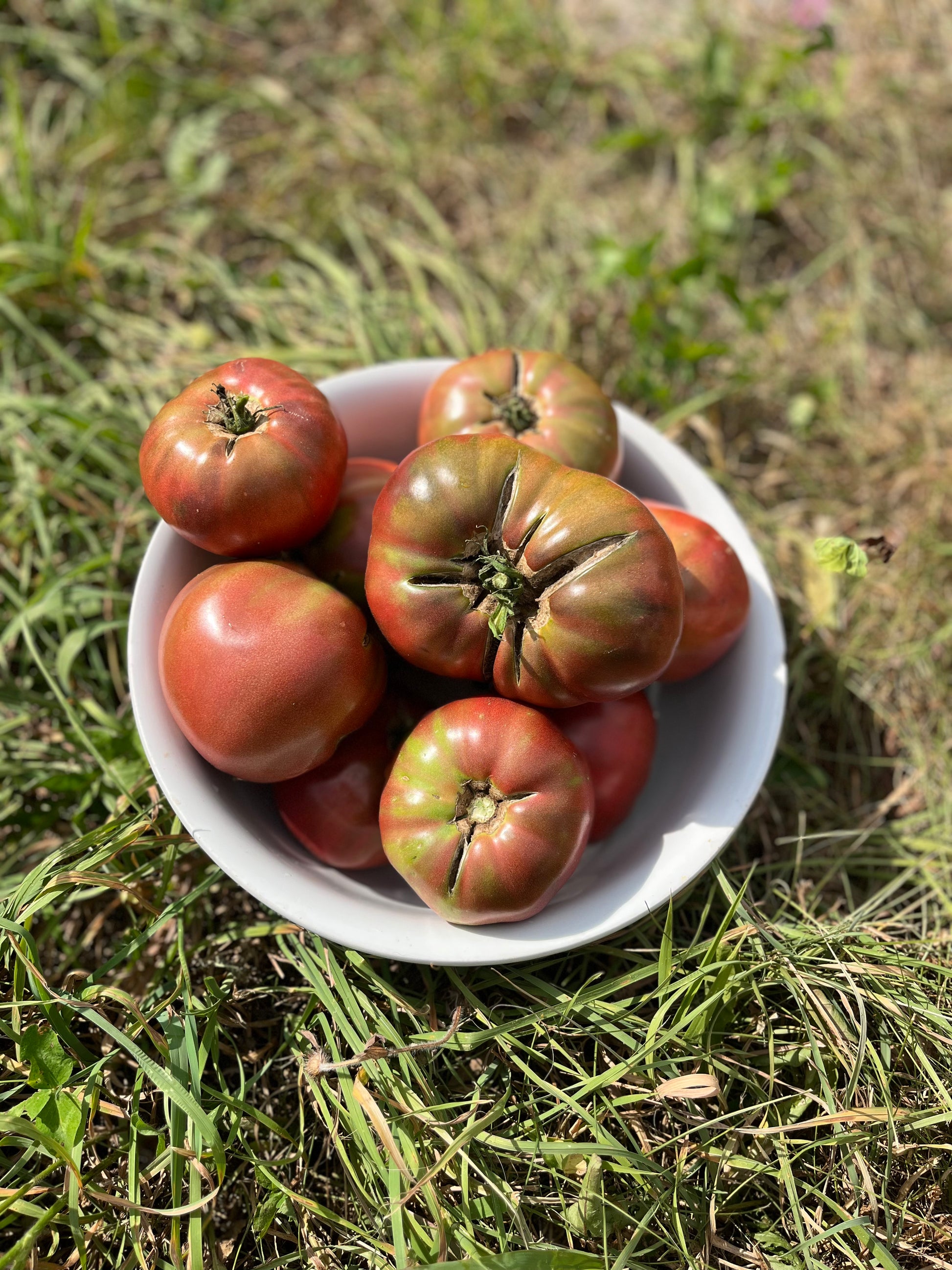 Cherokee Purple tomato