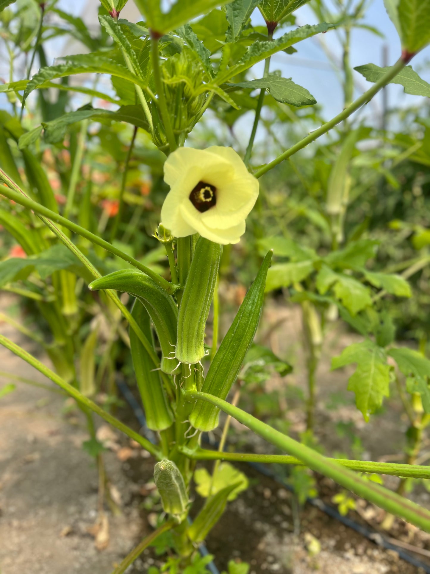 Clemson Spineless 80 okra
