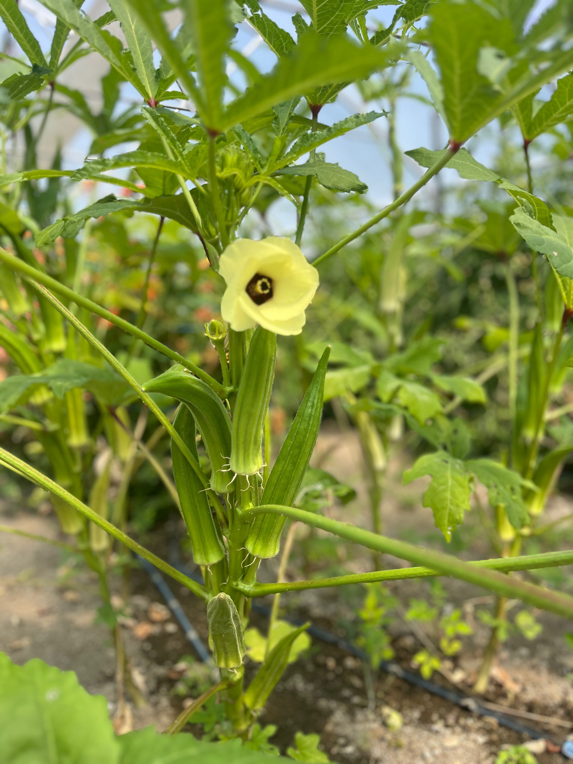 Clemson Spineless 80 okra