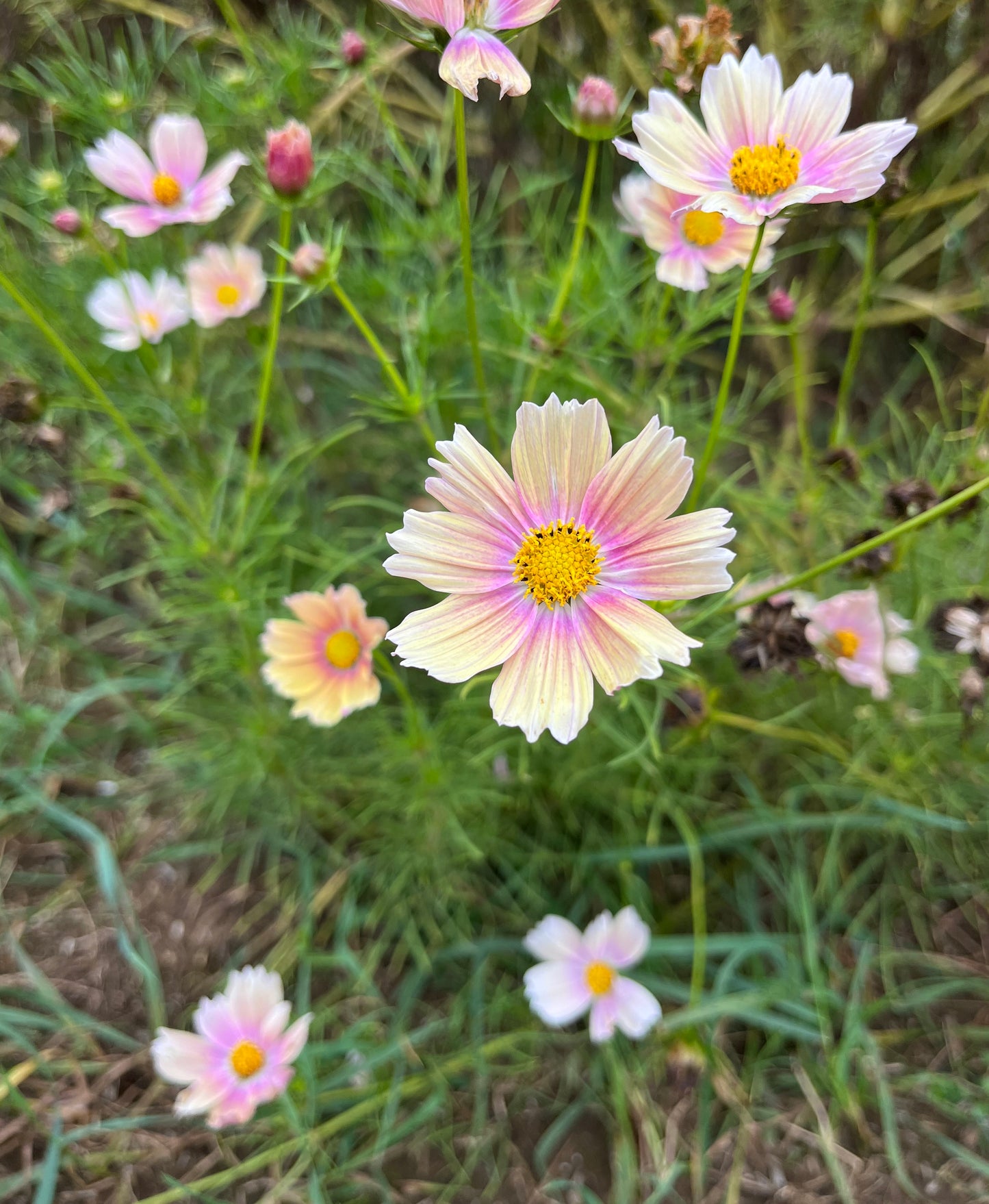 Cosmos Apricot Lemonade