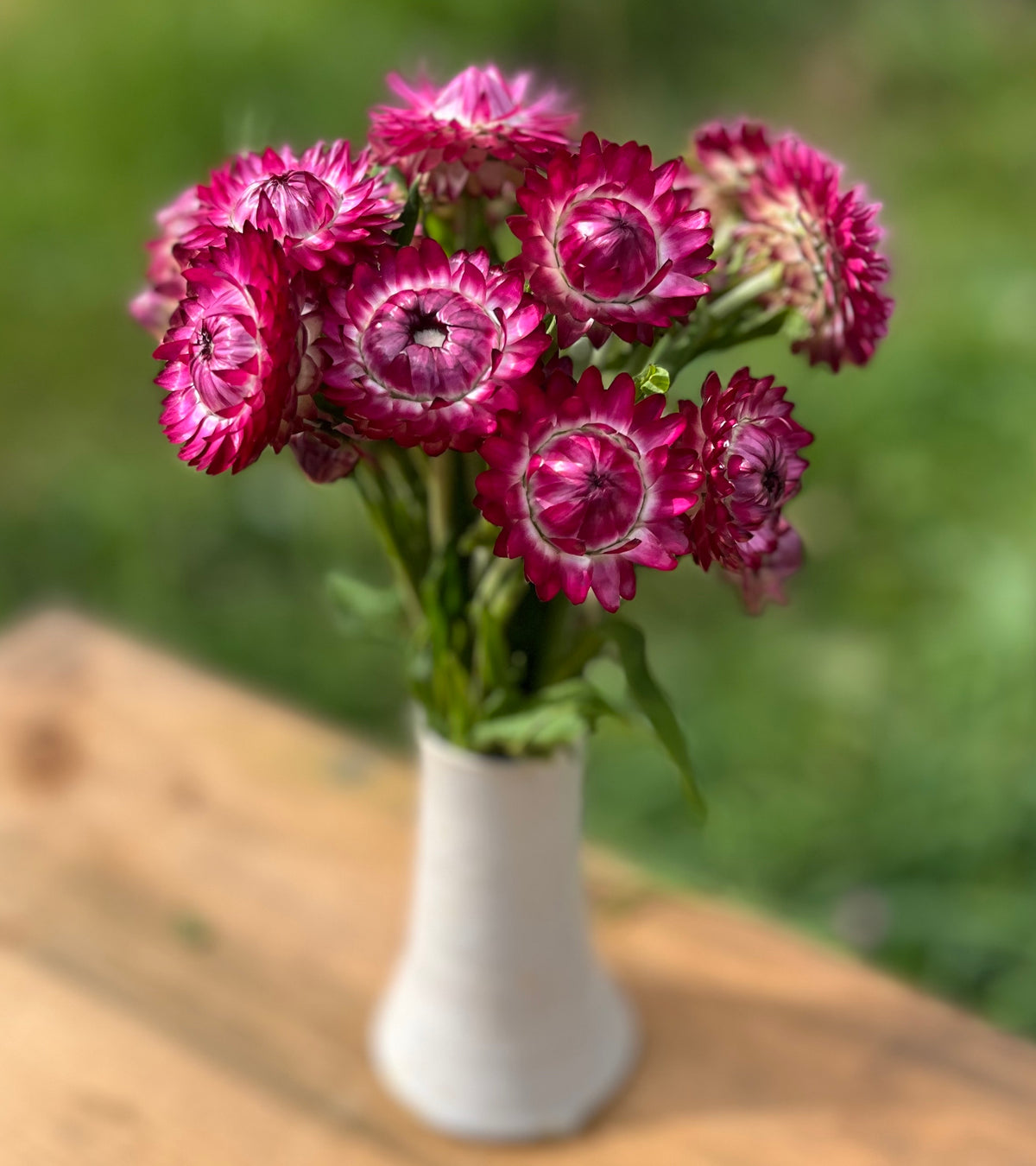 Cranberry Rose Strawflower