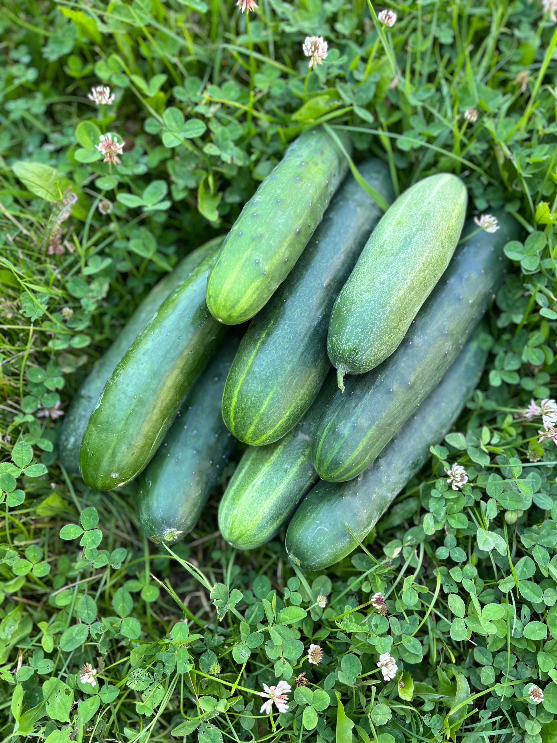 Field Cucumber