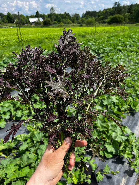 Greens, Frizzy Lizzy Mustard